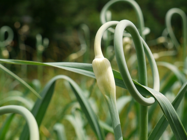 Garlic "scapes" are a delicious bonus to growing hardneck varieties. In the spring, harvest scapes once they loop upon themselves.