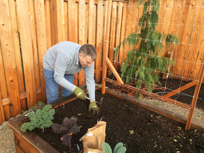 Garlic does poorly in compacted soil. If necessary, prepare by working compost into the top 6" of soil before planting
