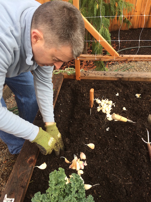 Separate cloves from bulbs and create a furrow about 2-3" deep to plant into.