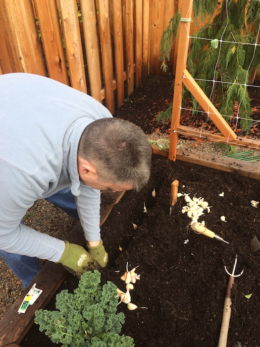 Plant largest cloves for larger heads. Space cloves minimum 6" apart root end down
