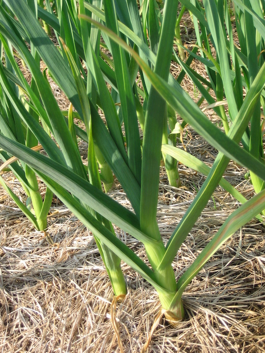 Mulching with straw on top of your garlic planting will help insulate soil from cold air temperatures and encourage deeper root growth leading to larger garlic bulbs.