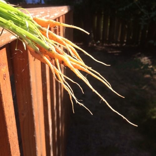 Carrots are an absolute must in my Winter garden. And believe it or not, freezing temperatures don't kill carrots, they just make them sweeter!