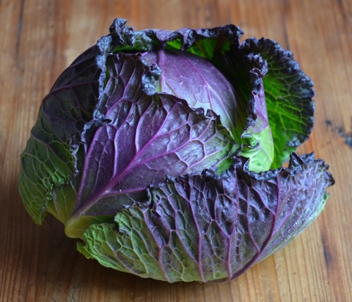 Stunning January King cabbage is a great choice for growing in the Winter months