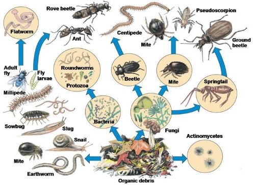The process of decomposition is accomplished by a diverse cast of characters, both microorganisms like bacteria and fungi as well as larger ones like earthworms