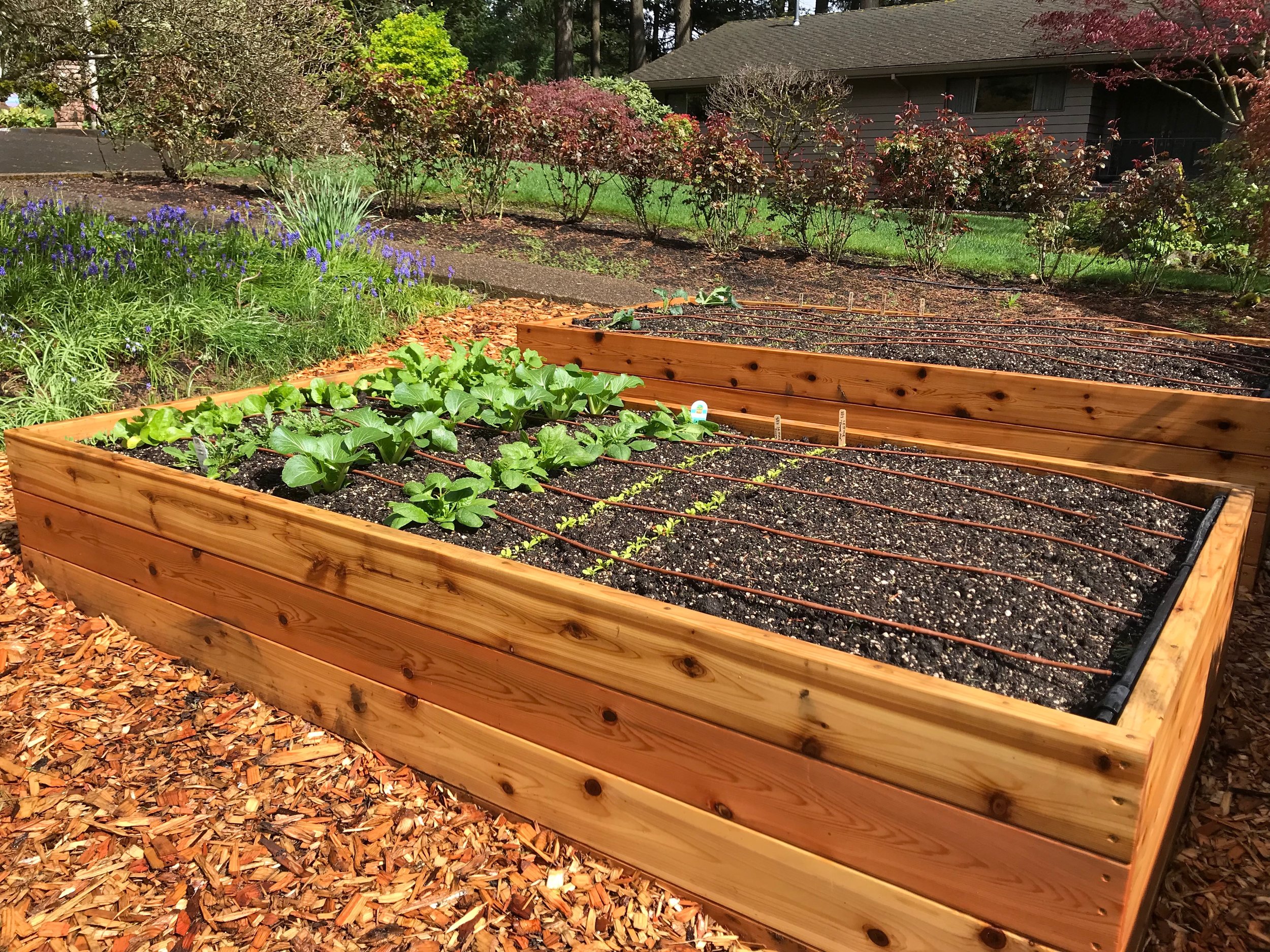 Planted Cedar Raised Garden Bed