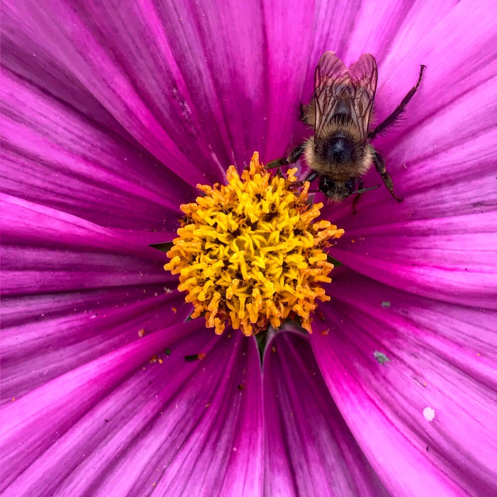  Bee Pollinating Cosmos 