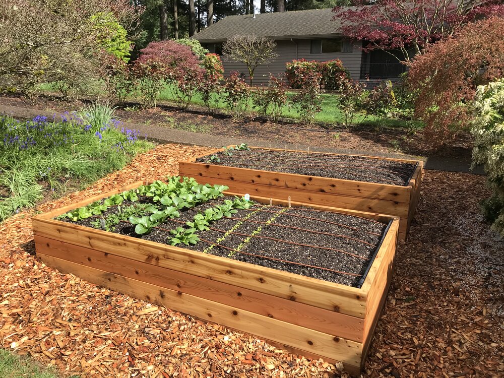 Raised Garden Beds Portland Edible, What To Put Around A Raised Garden Bed