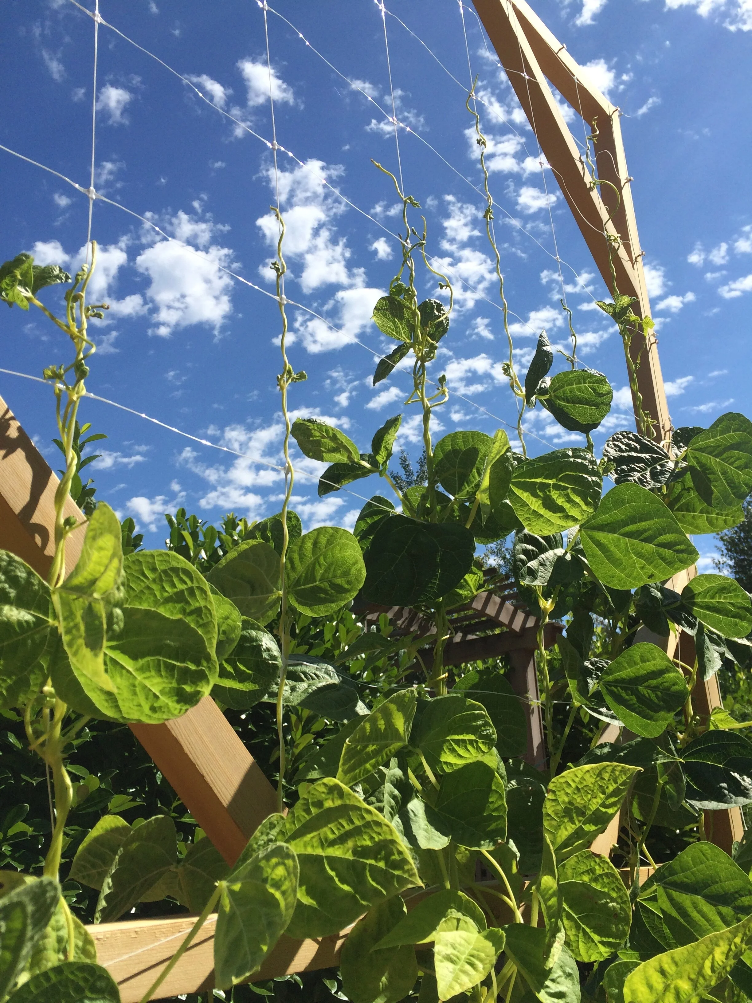 Cedar Trellis — Portland Edible Gardens: Raised Garden Beds, Edible