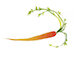 Peg Carrot copy.jpg