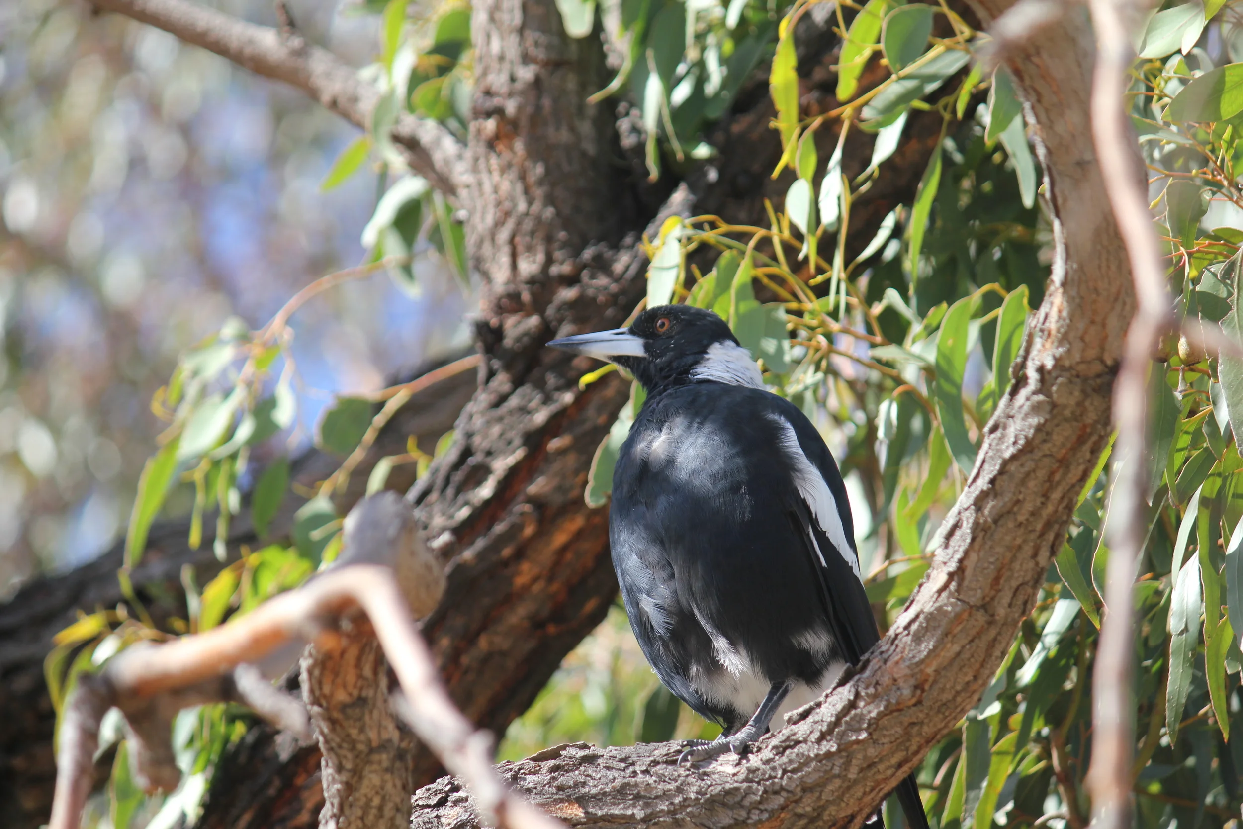 ducrow reserve, newport - Mamma Knows West