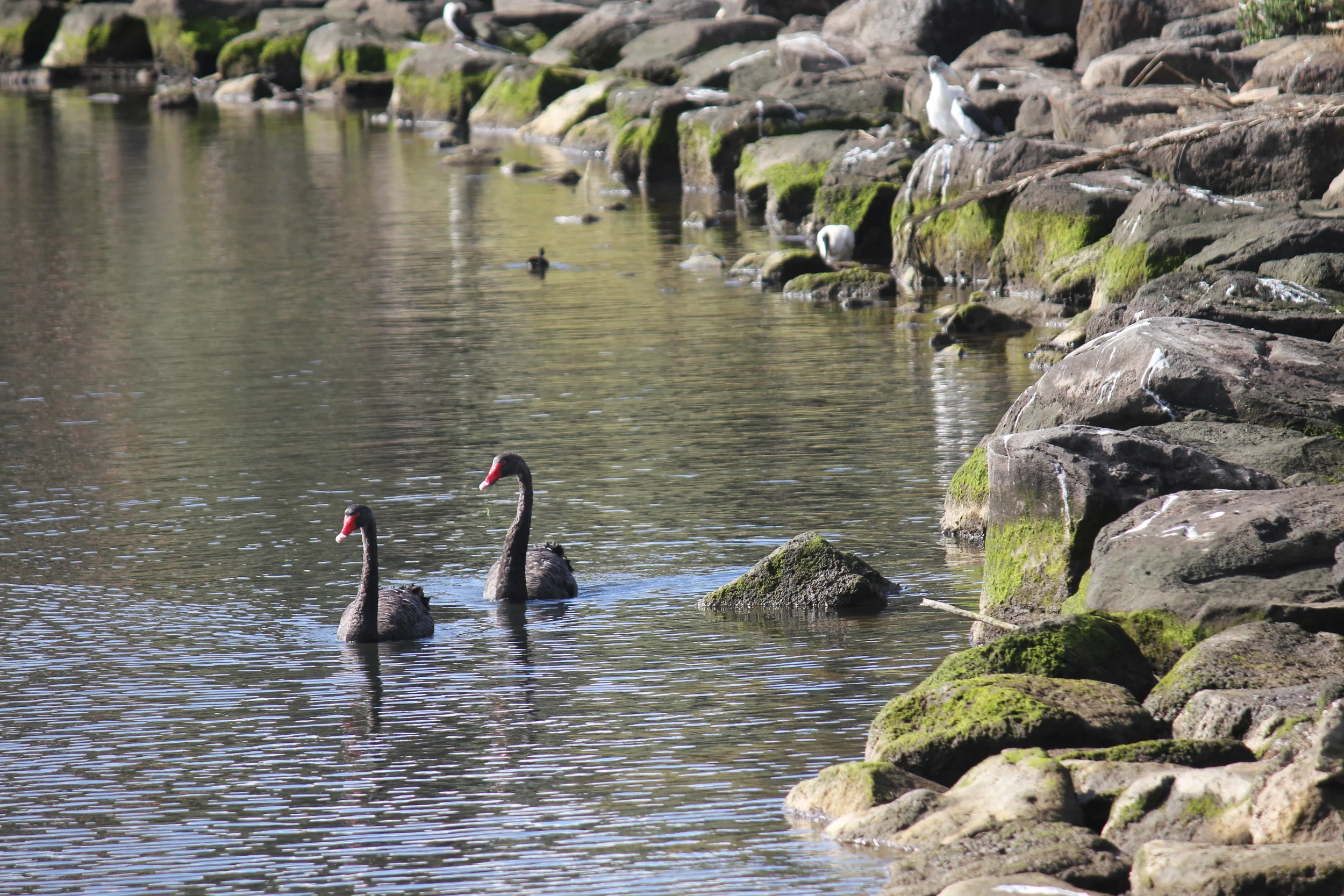 jensen reserve, footscray - Mamma Knows West
