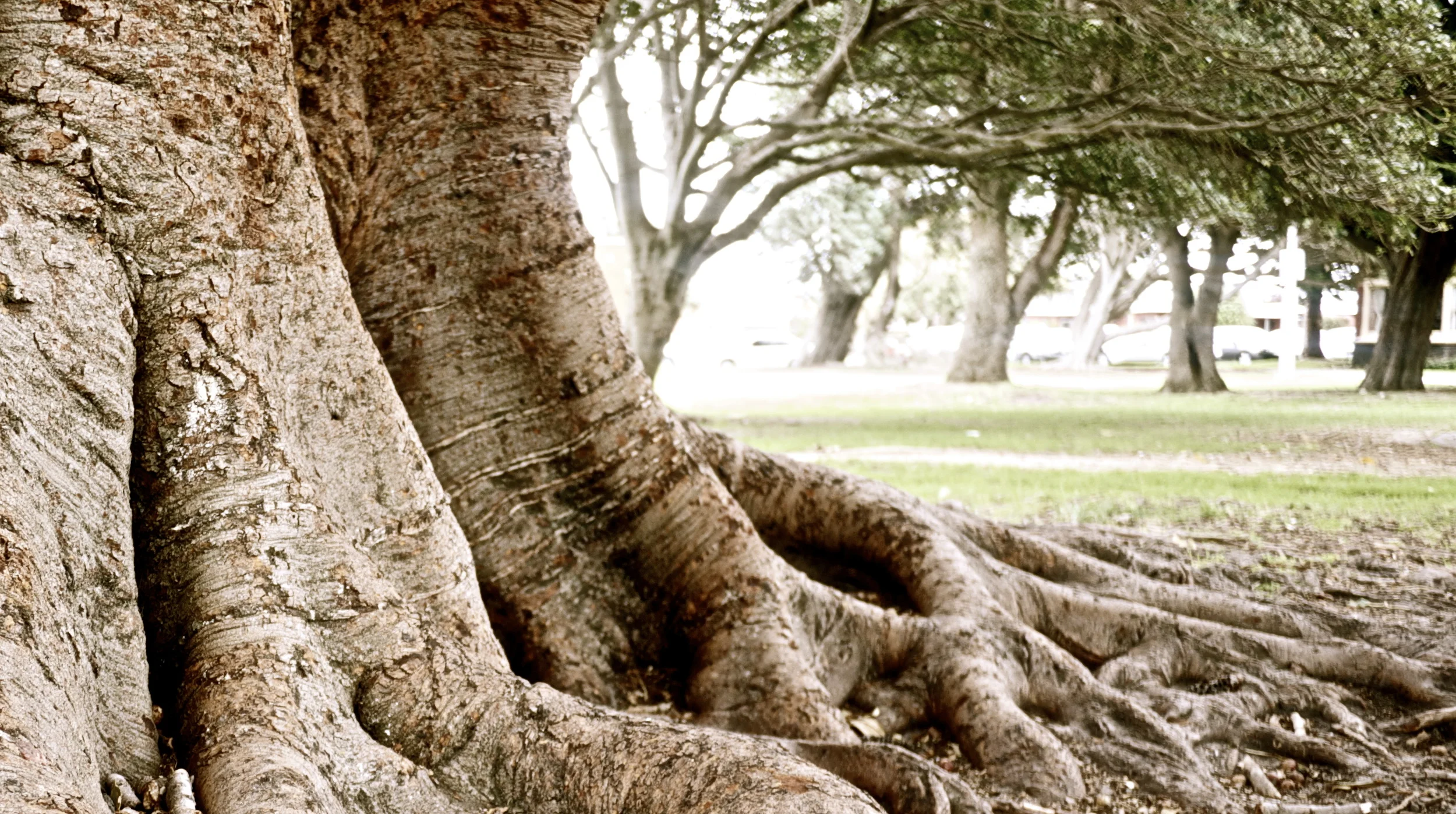 Logan Reserve - Mamma Knows West