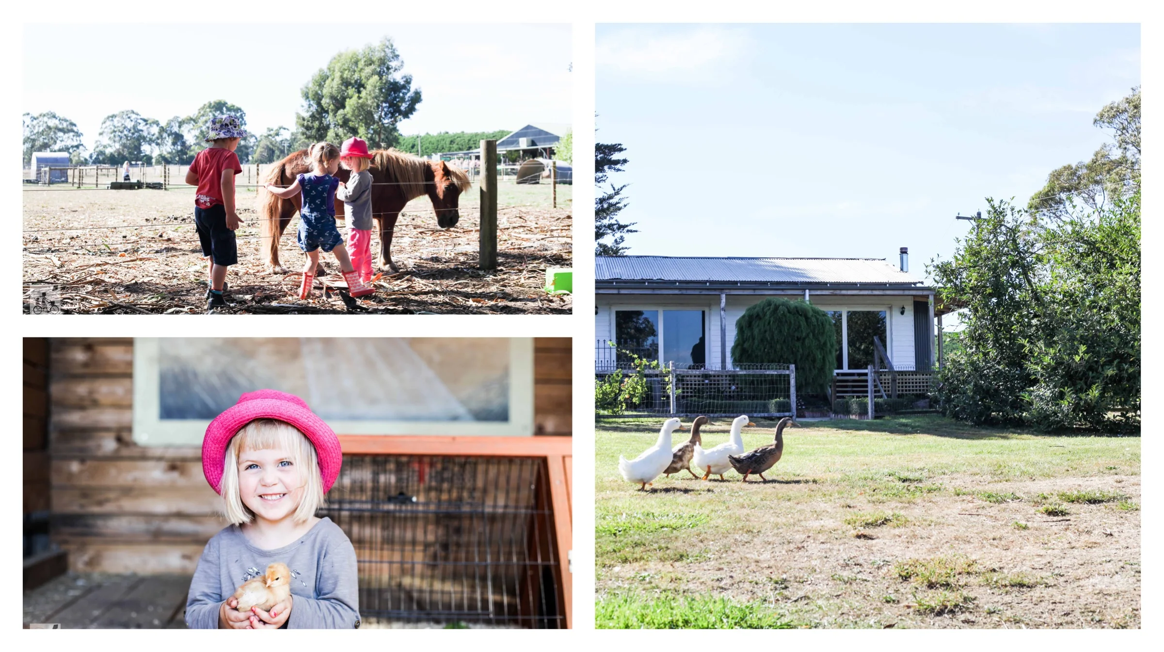 donegans farm, gordon