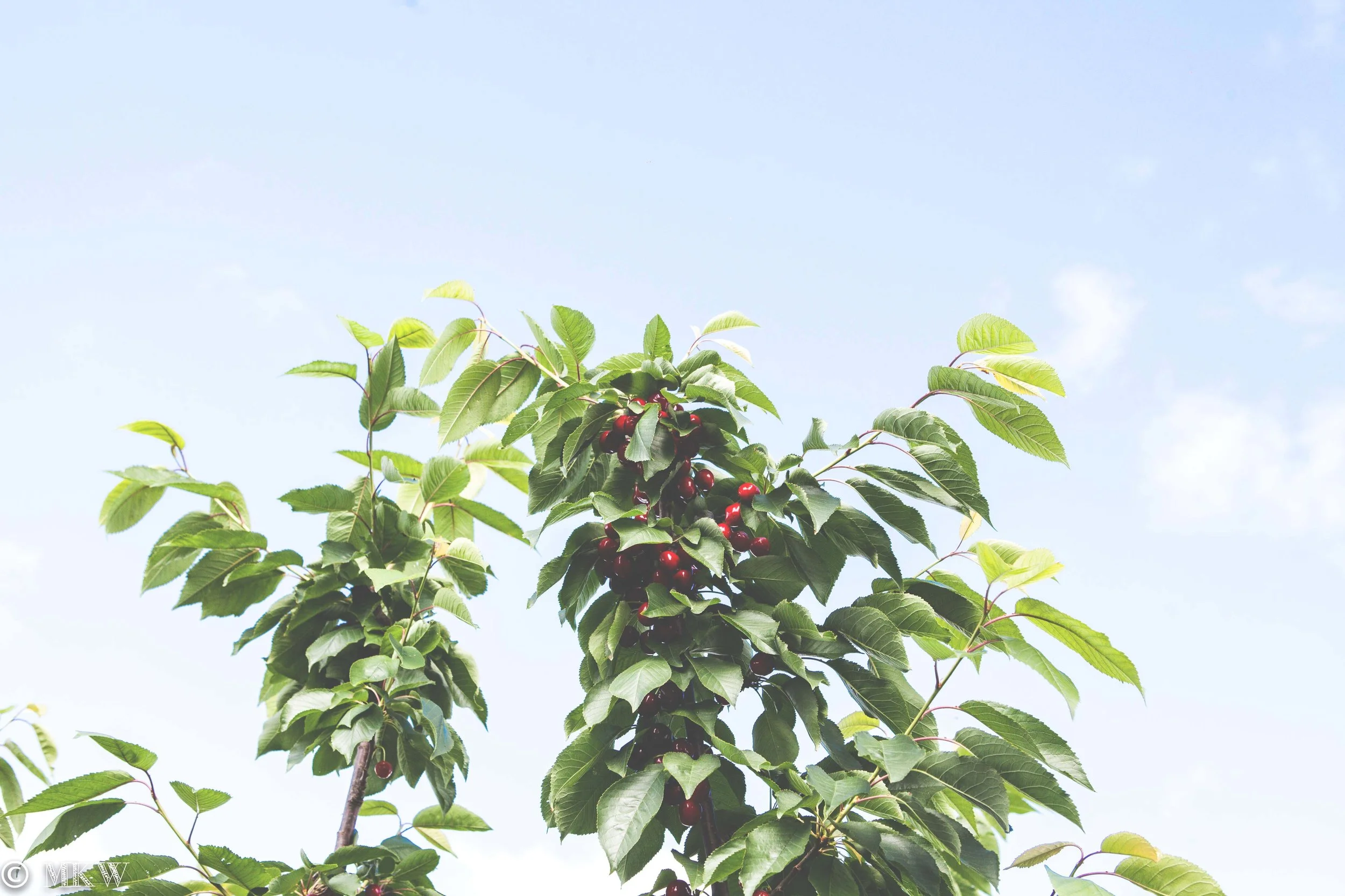 cherry 2.jpg
