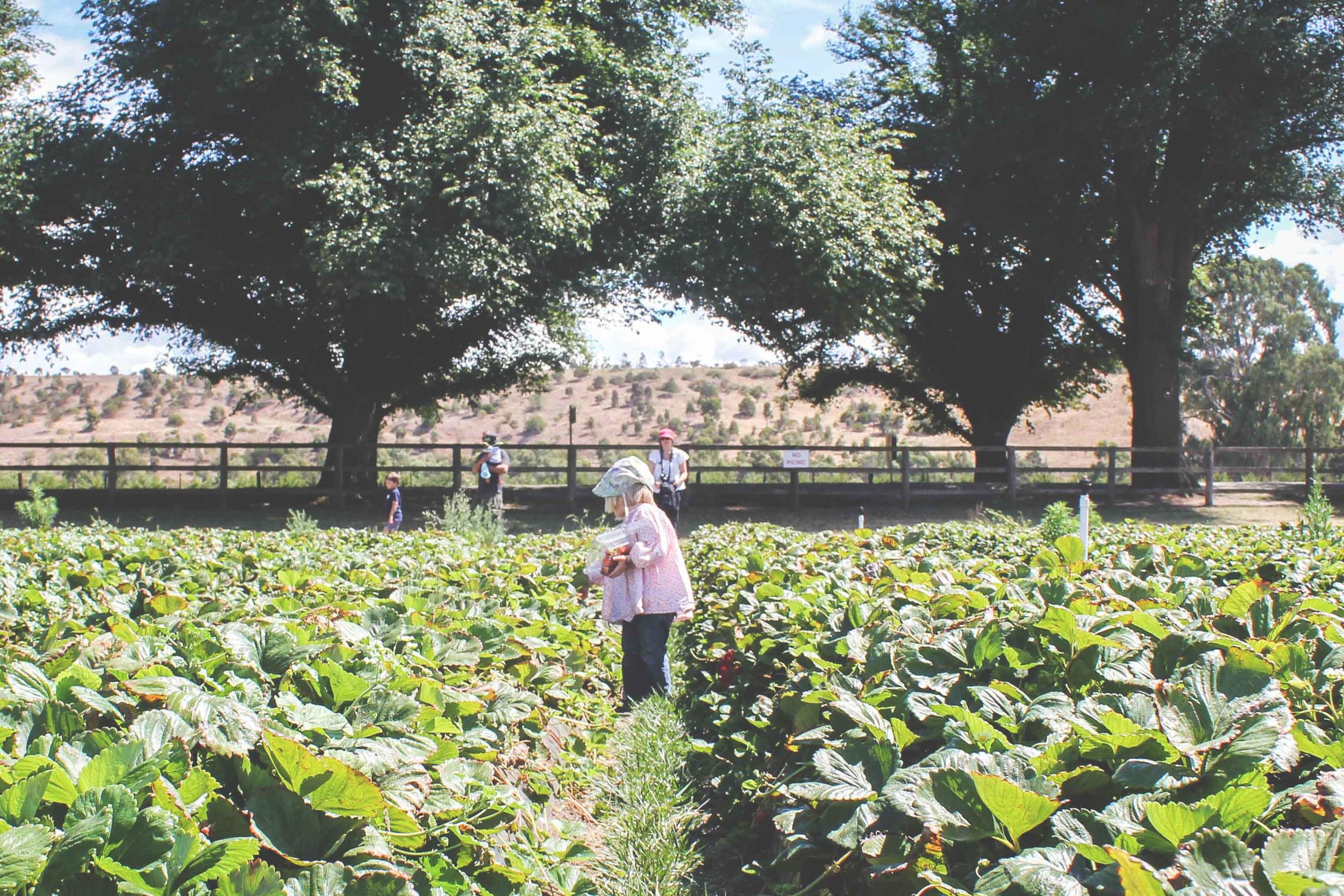 naturipe strawberry, cherries and fruit picking, bacchus marsh