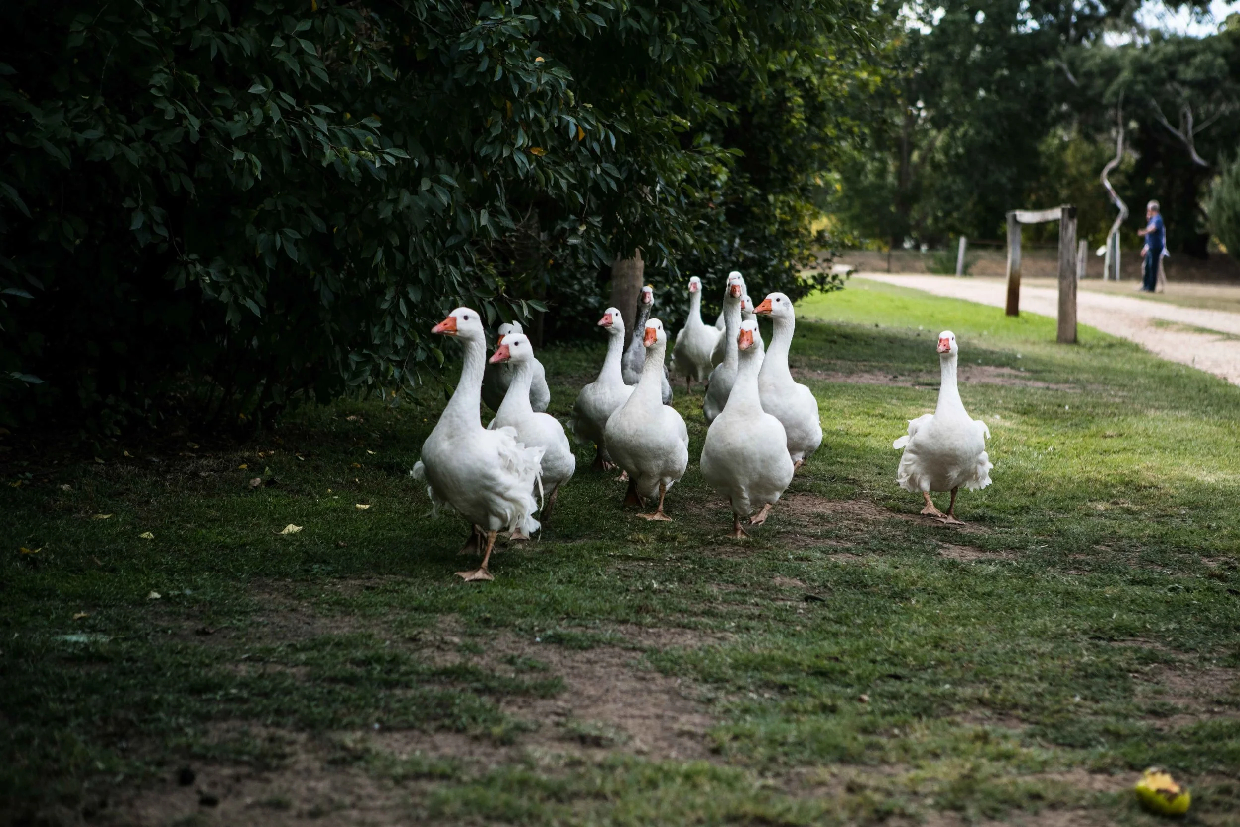 Lavandula Lavender Farm, Shepherds Flat