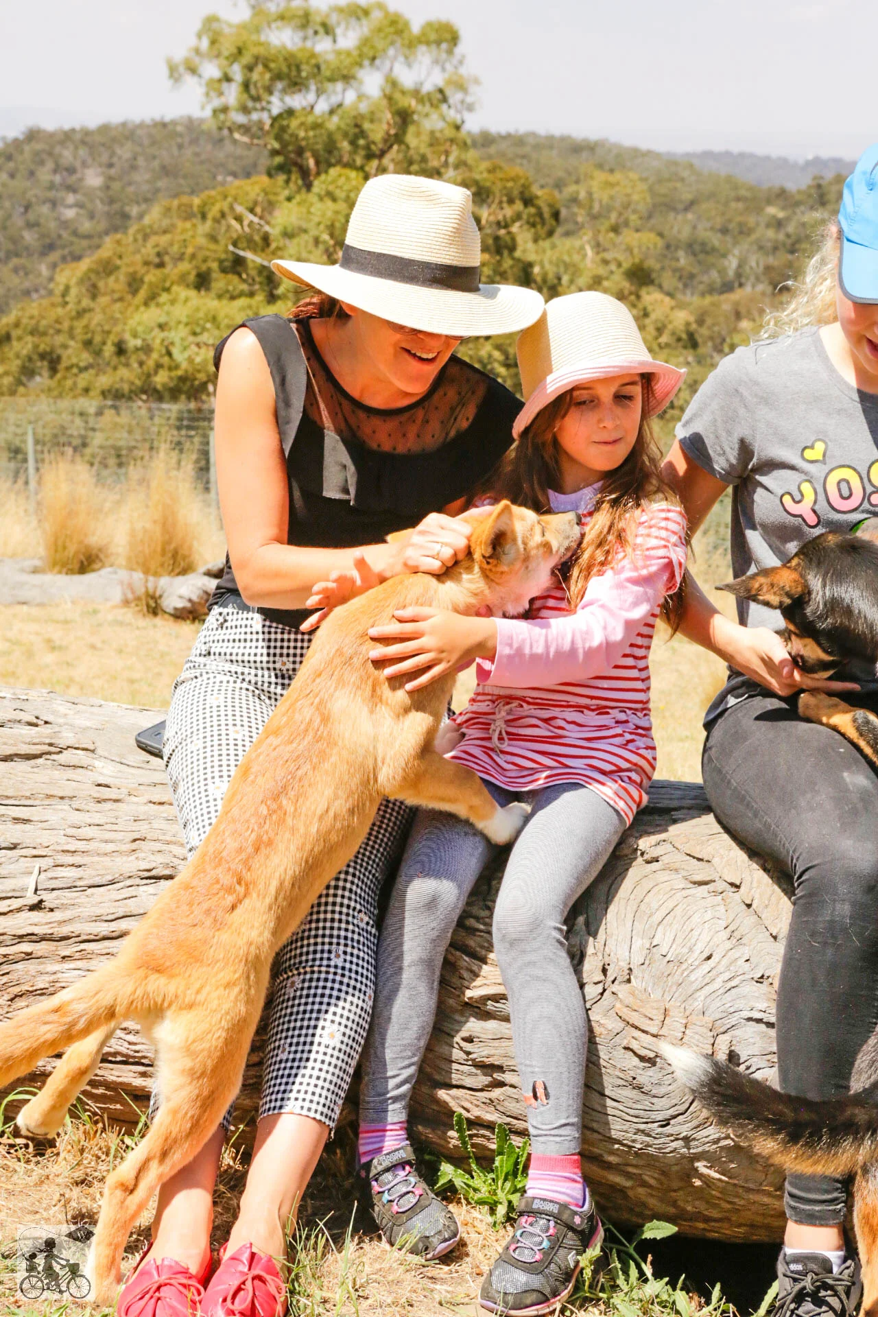 Dingo Encounters at The Dingo Discovery Sanctuary, Melton