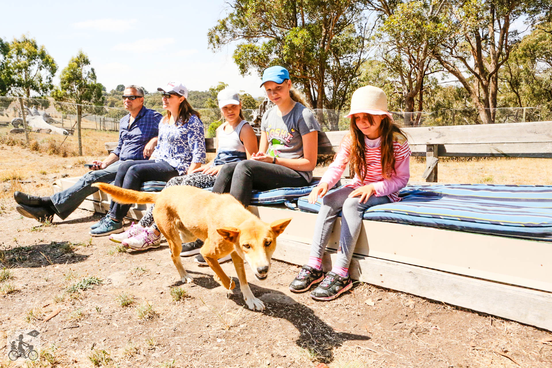 Mamma Knows West - Dingo Discovery Sanctuary (27 of 51).jpg