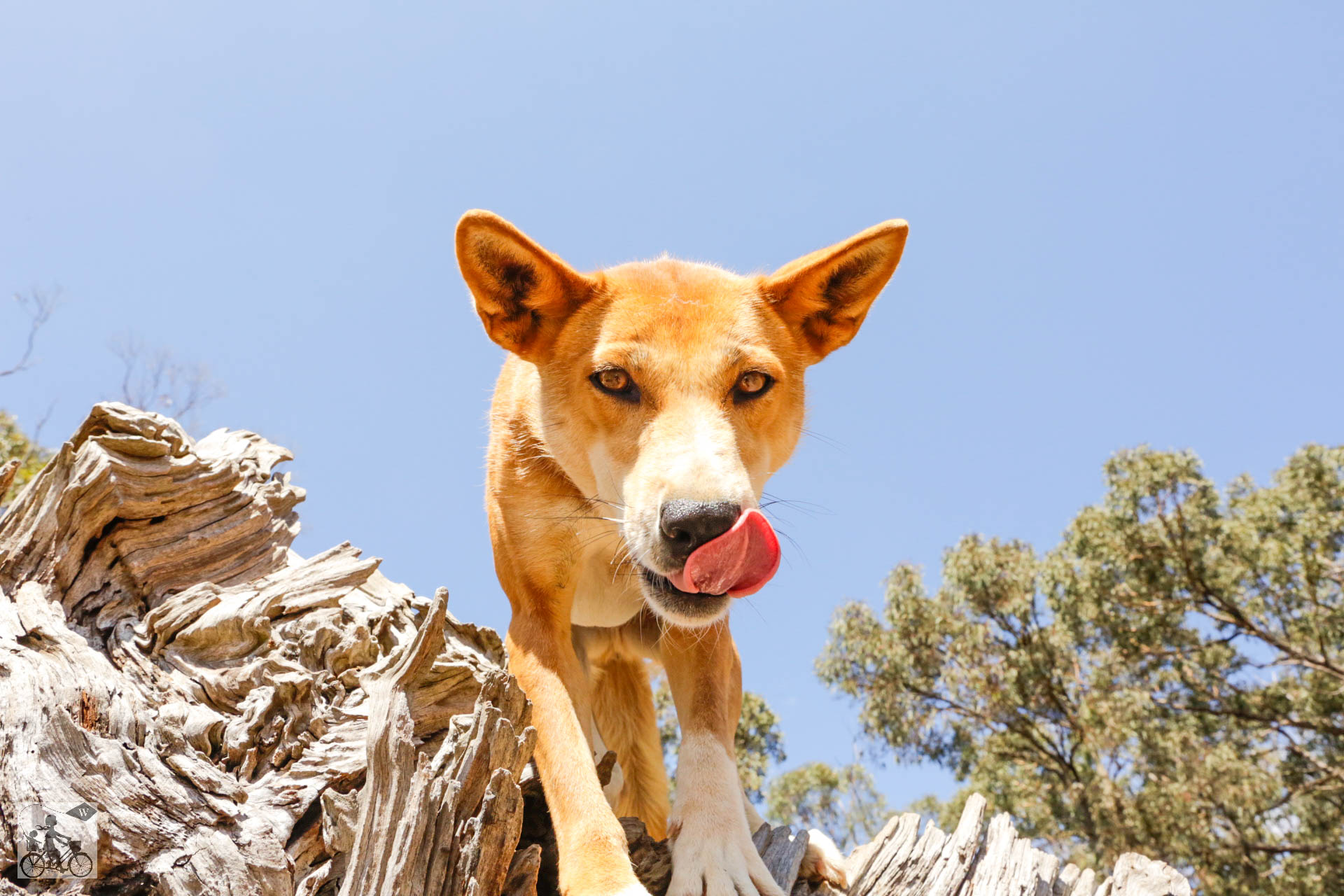 Mamma Knows West - Dingo Discovery Sanctuary (29 of 51).jpg