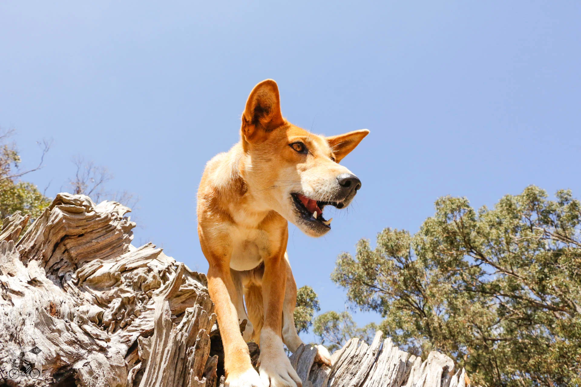 Dingo Encounters at The Dingo Discovery Sanctuary, Melton