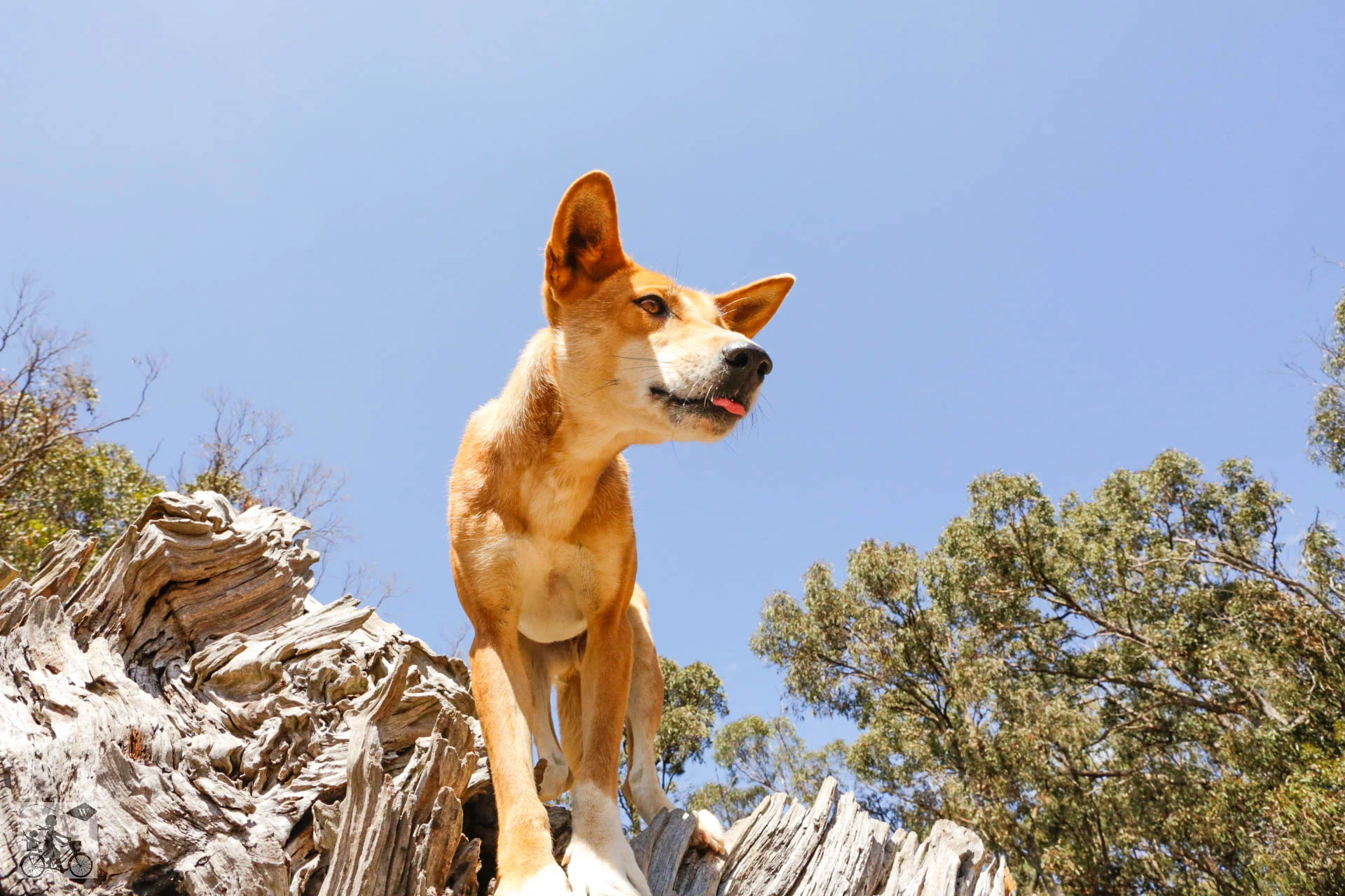 Dingo Encounters at The Dingo Discovery Sanctuary, Melton