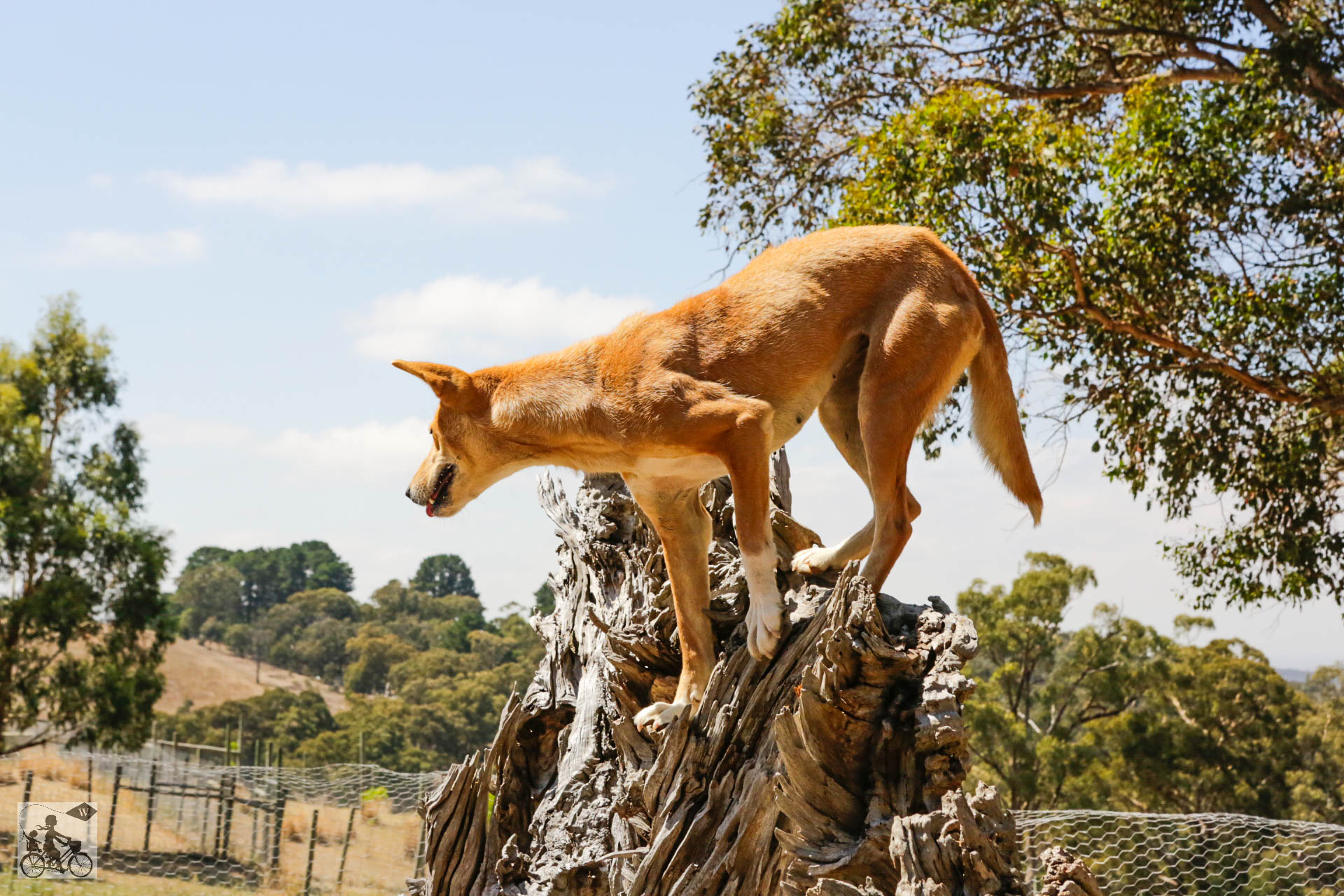 Mamma Knows West - Dingo Discovery Sanctuary (32 of 51).jpg