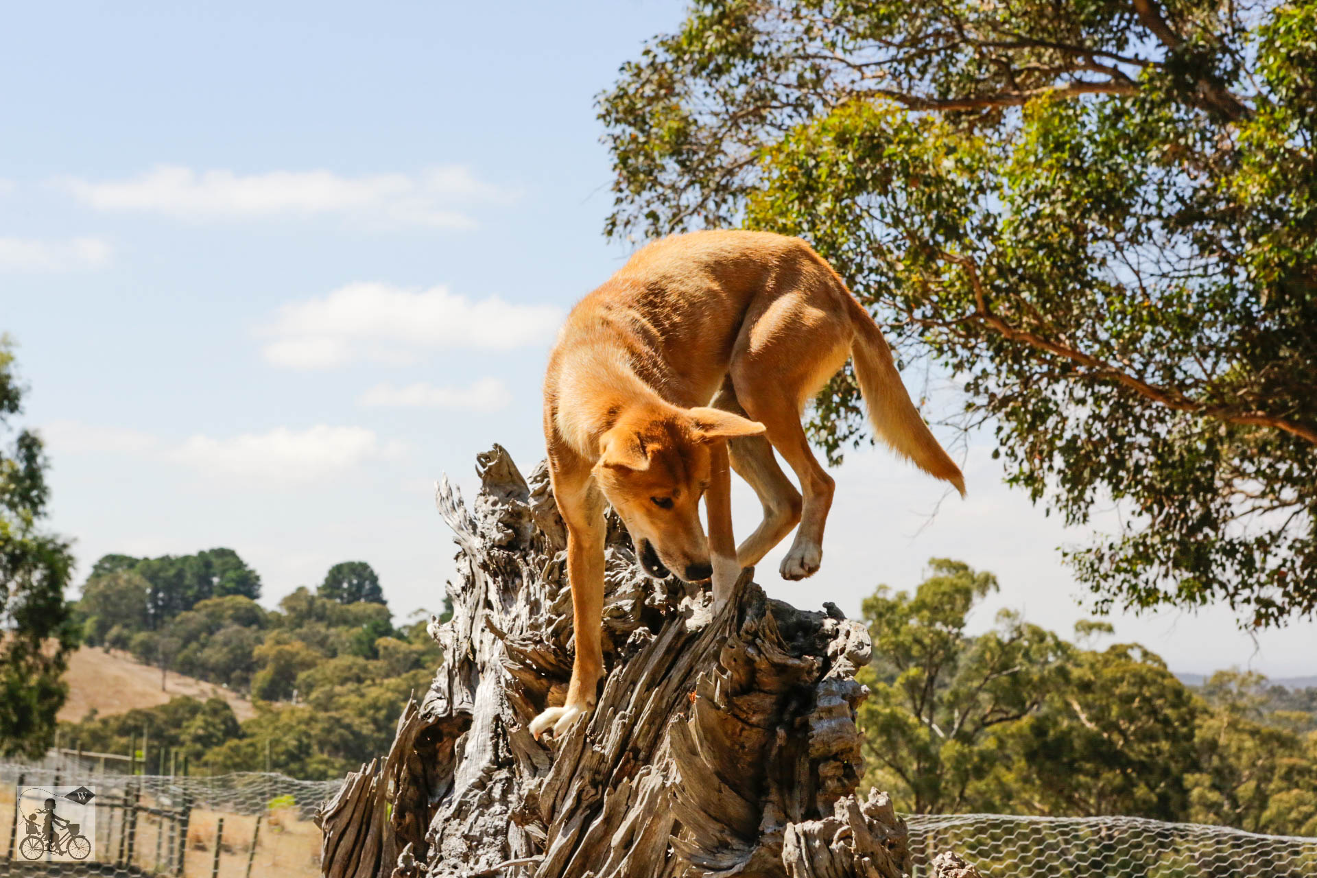 Mamma Knows West - Dingo Discovery Sanctuary (34 of 51).jpg