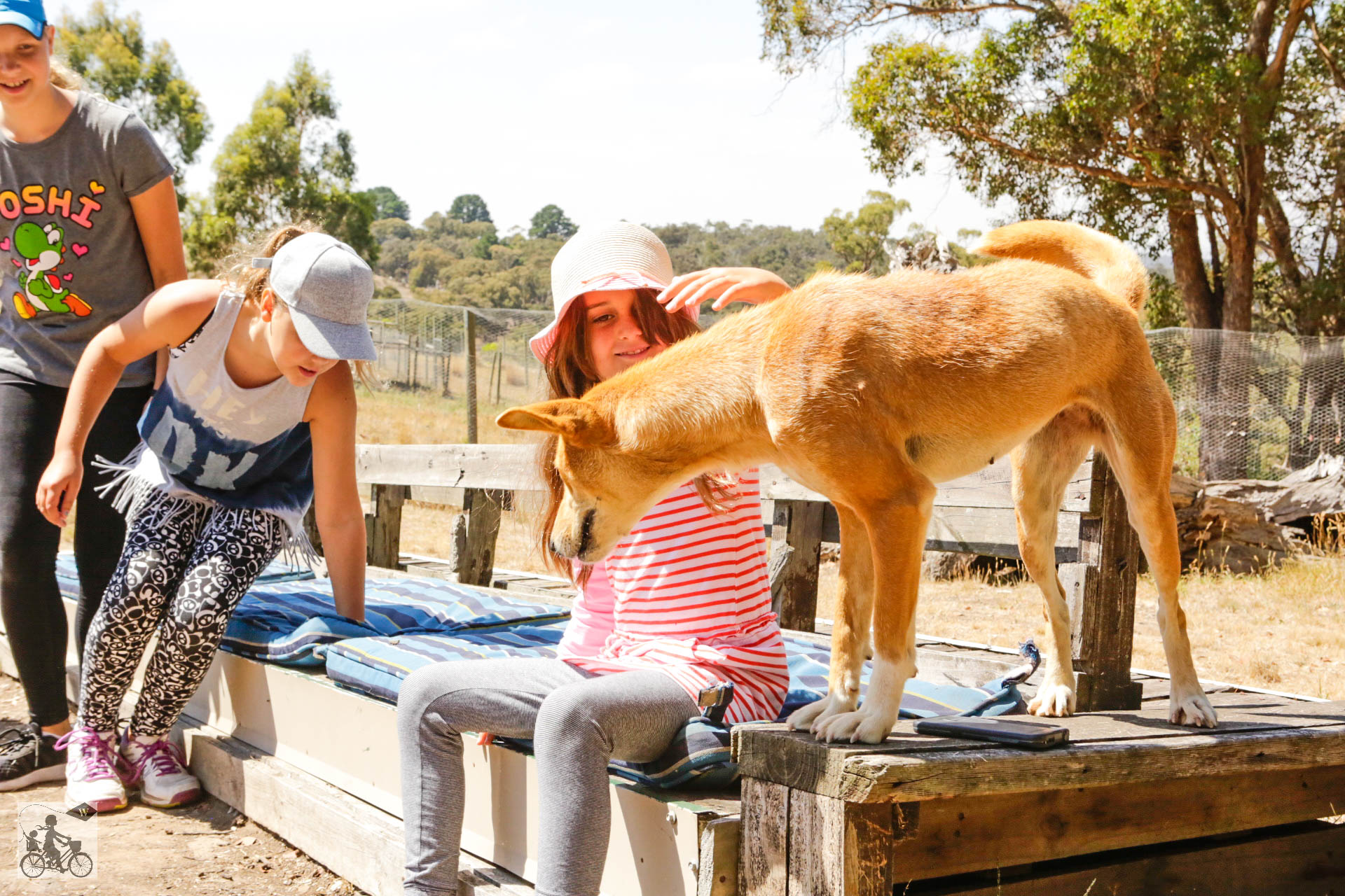 Mamma Knows West - Dingo Discovery Sanctuary (36 of 51).jpg