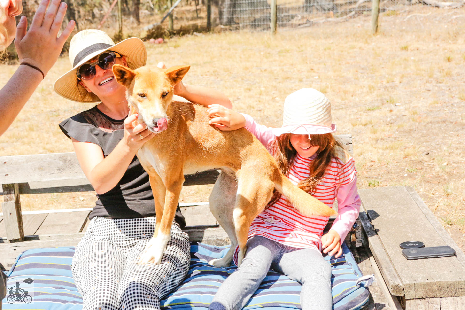 Mamma Knows West - Dingo Discovery Sanctuary (37 of 51).jpg