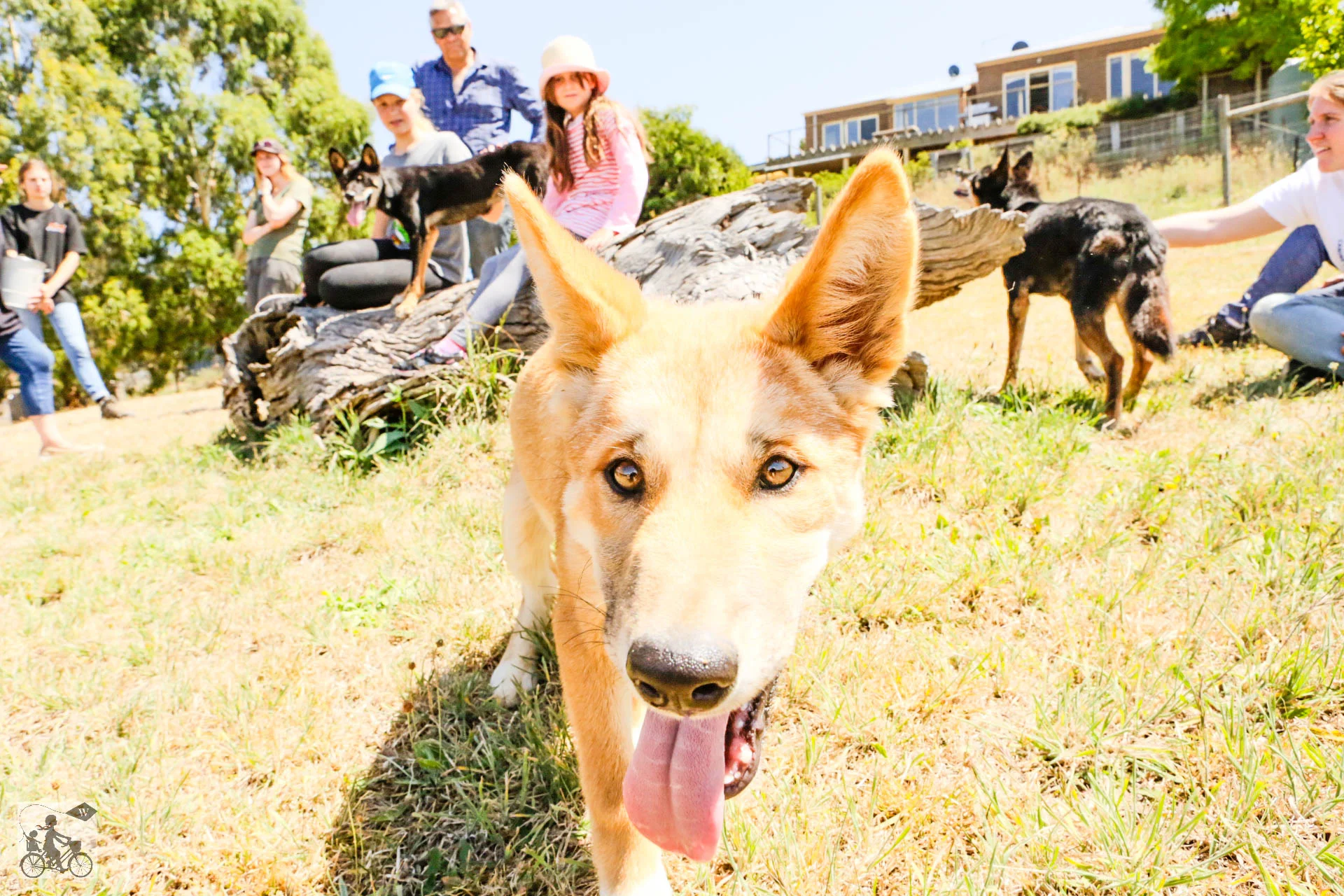 Mamma Knows West - Dingo Discovery Sanctuary (66 of 51).jpg