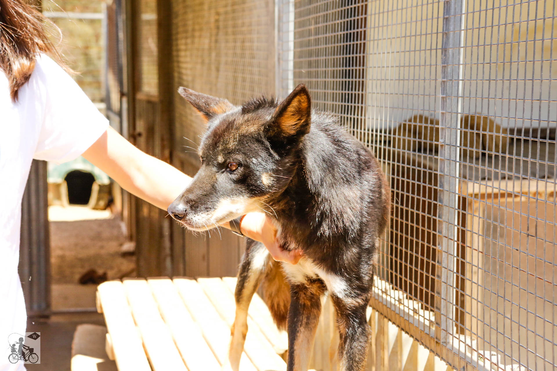 Mamma Knows West - Dingo Discovery Sanctuary (73 of 51).jpg