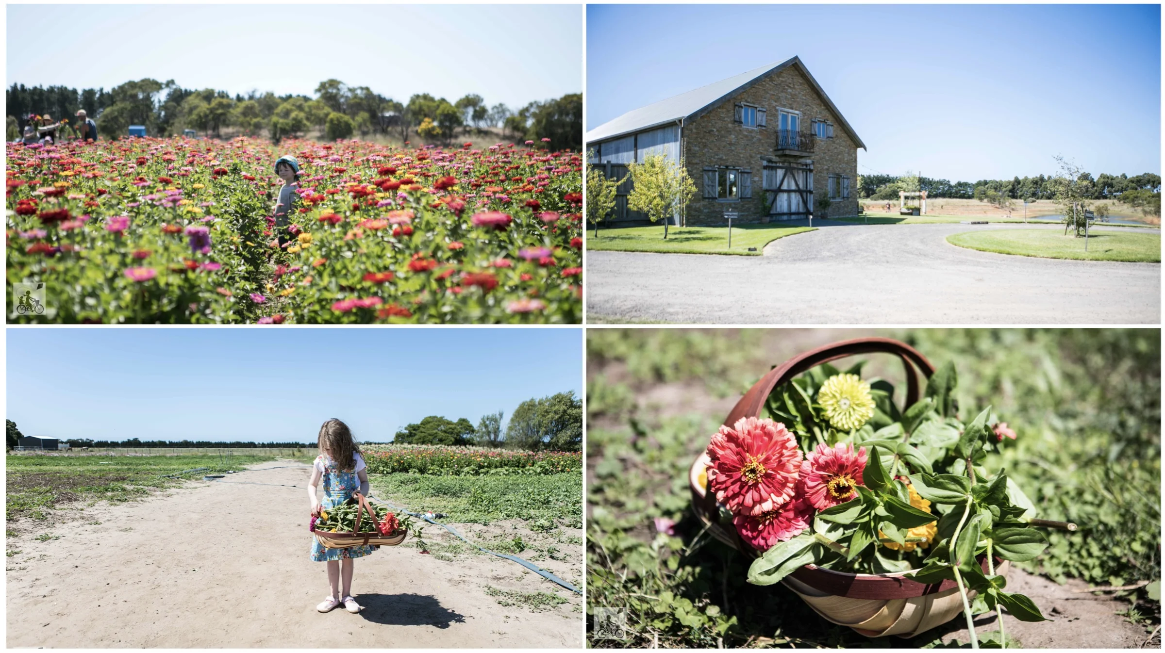 pick your own flowers @ mannerim stables co, marcus hill