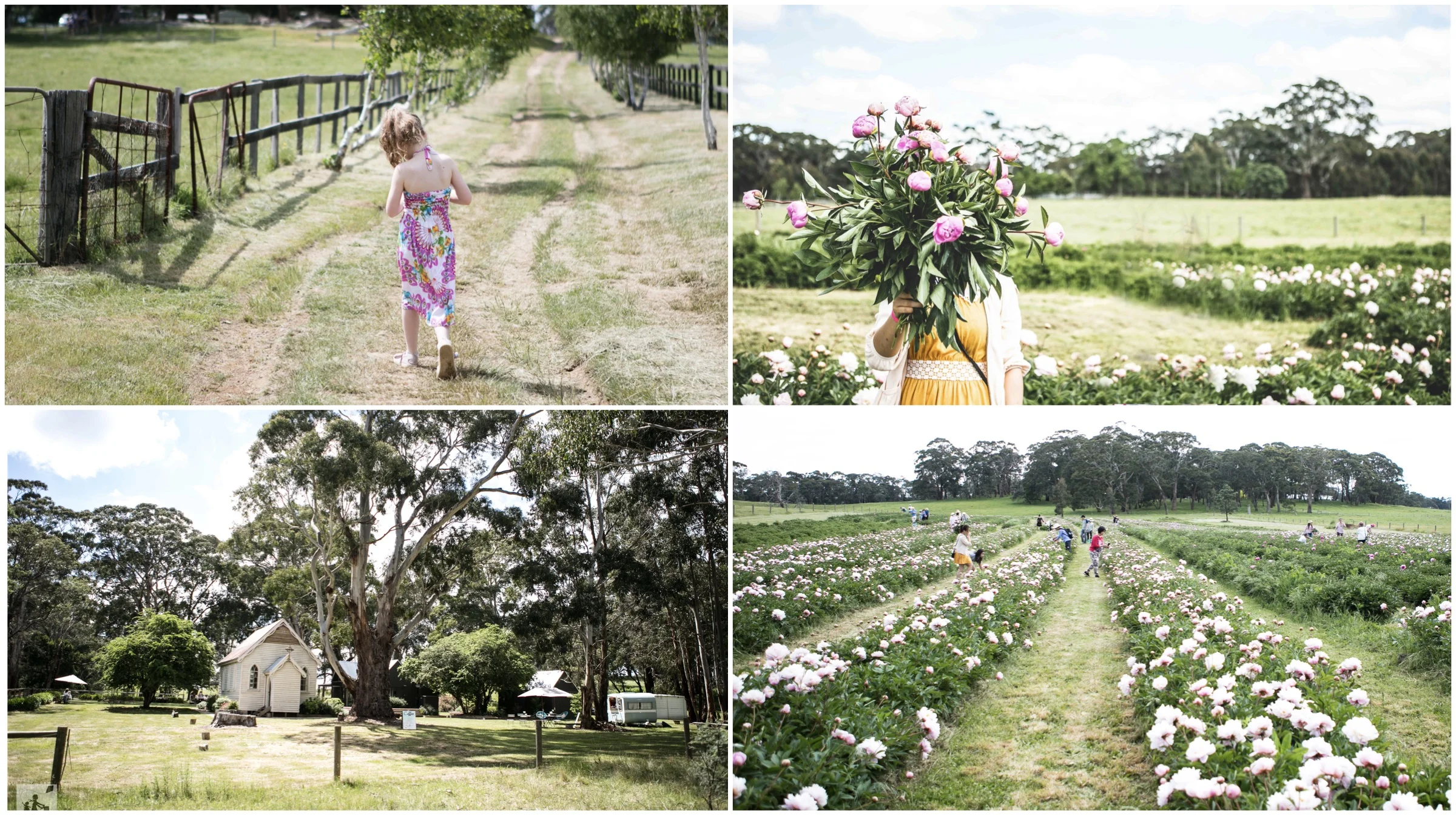 pick your own peonies @ spring hill peony farm, spring hill