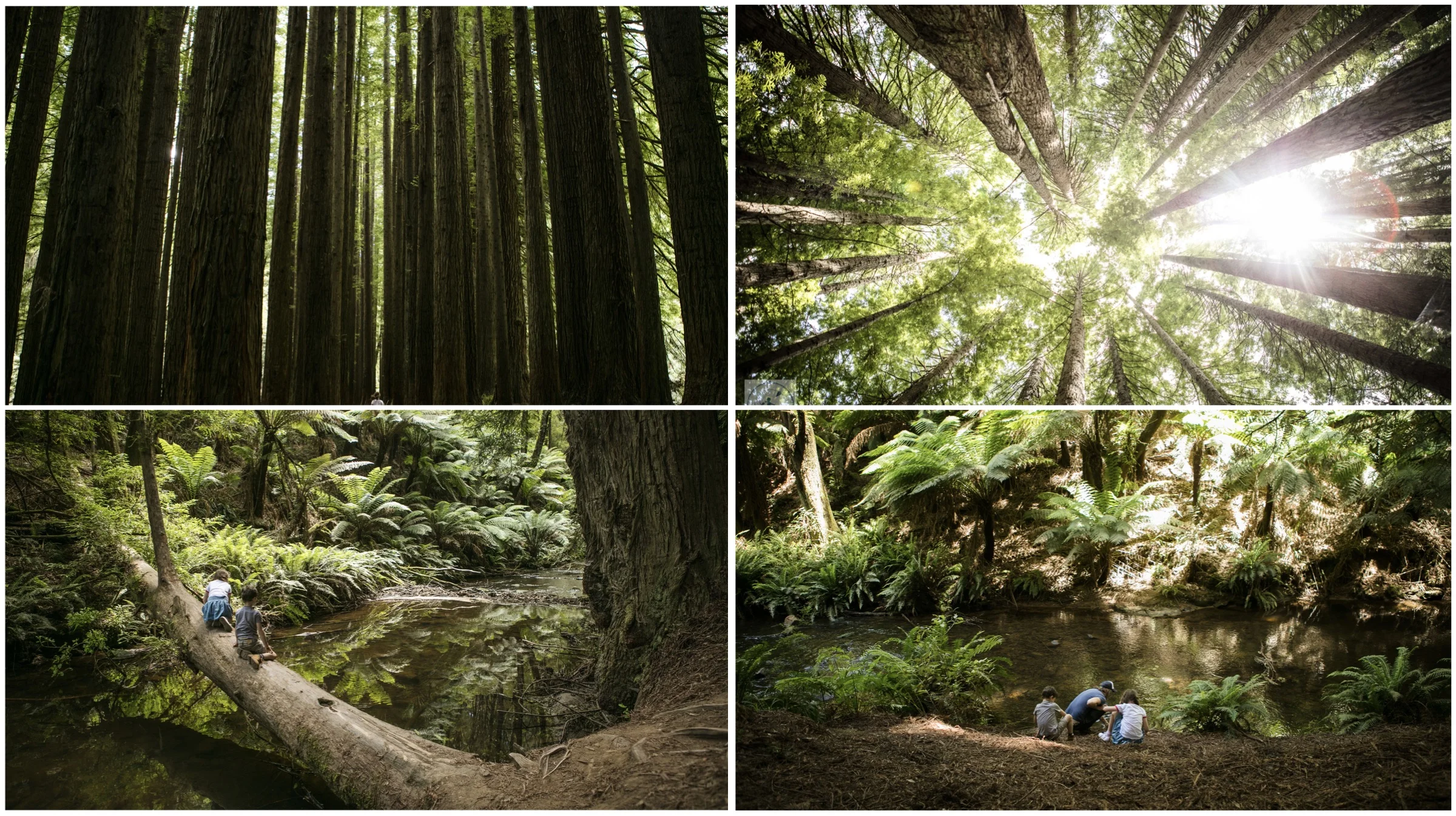 californian redwood forest, beech forest