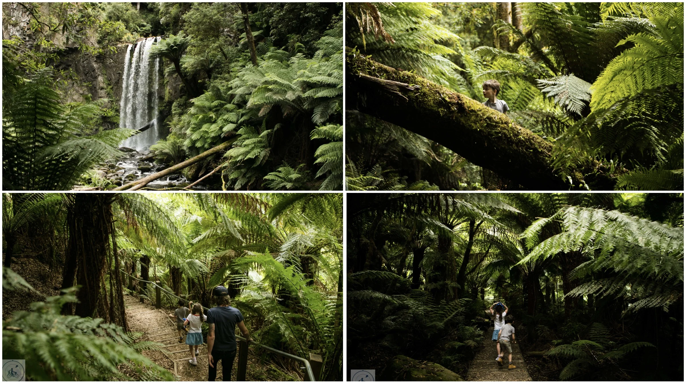 hopetoun falls, beech forest