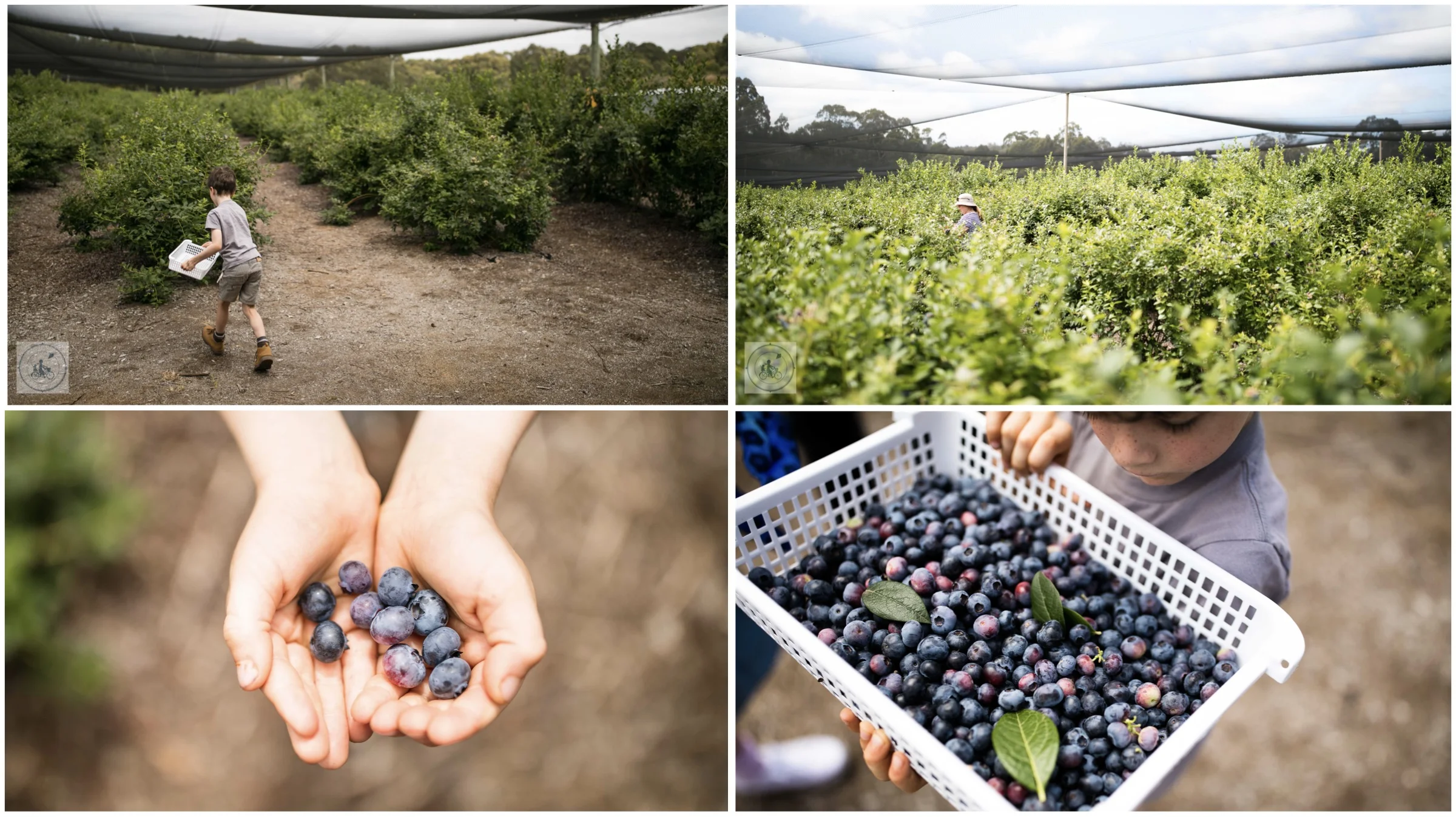 otway blueberries, gellibrand