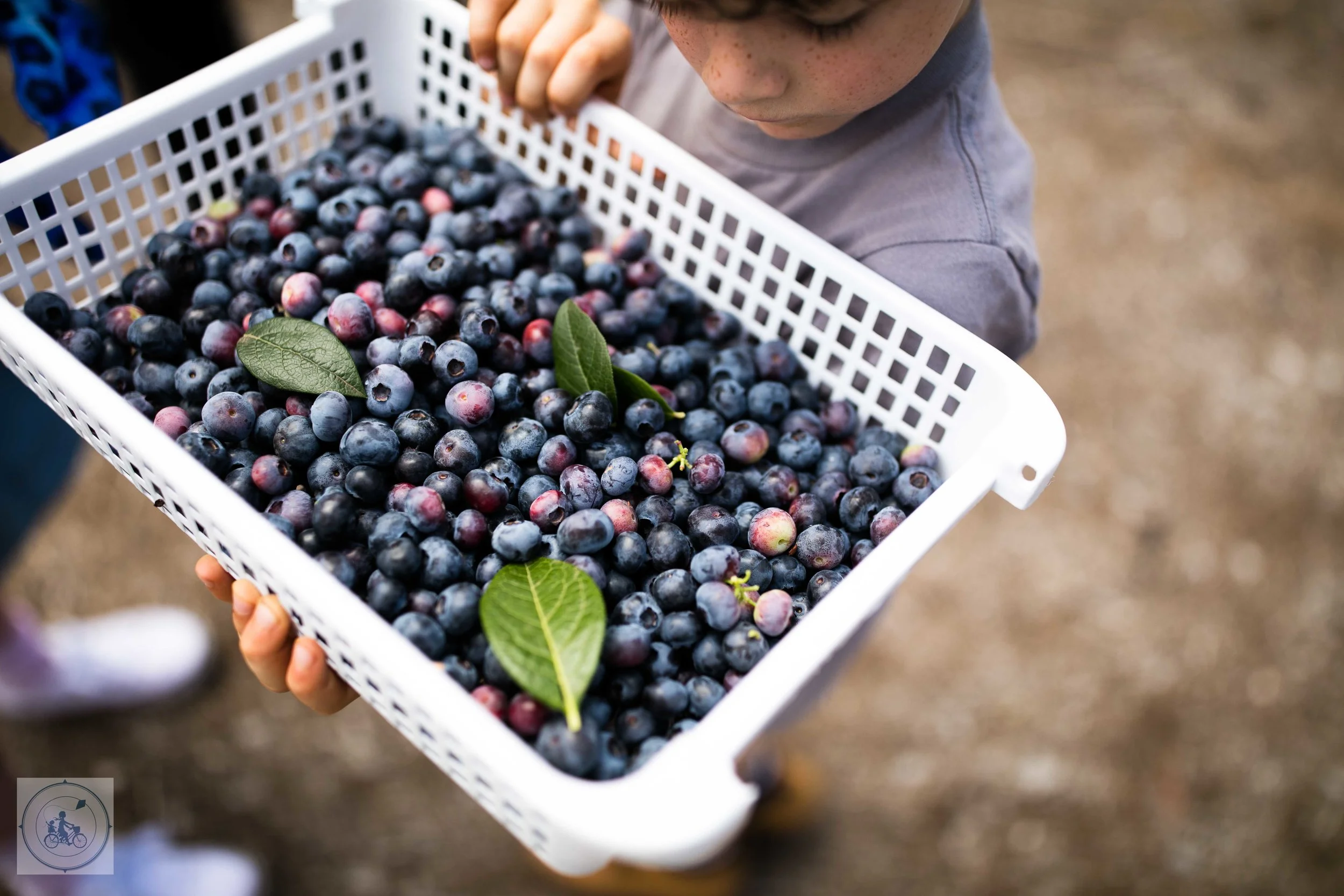 Otway Blueberries, Gellibrand