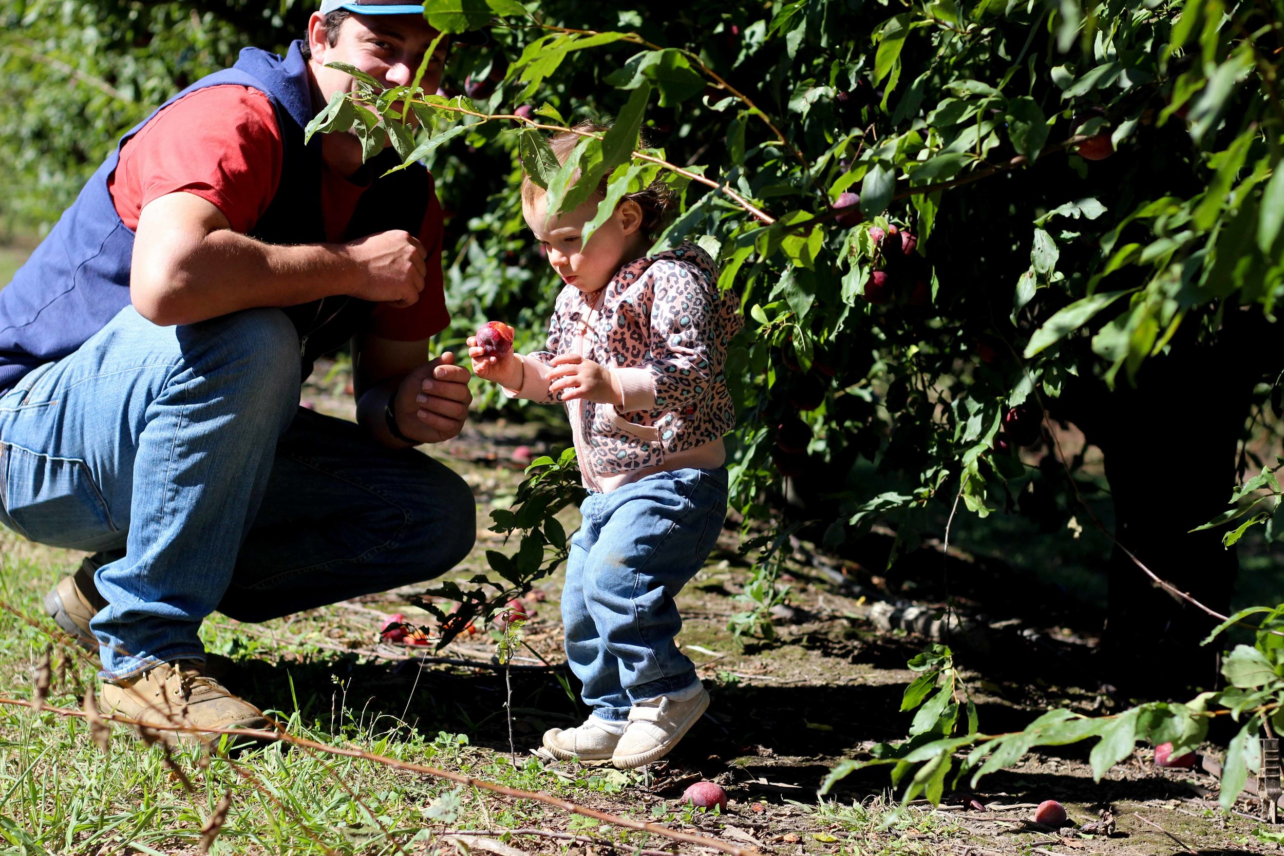 Rayners Orchard, Woori Yallock