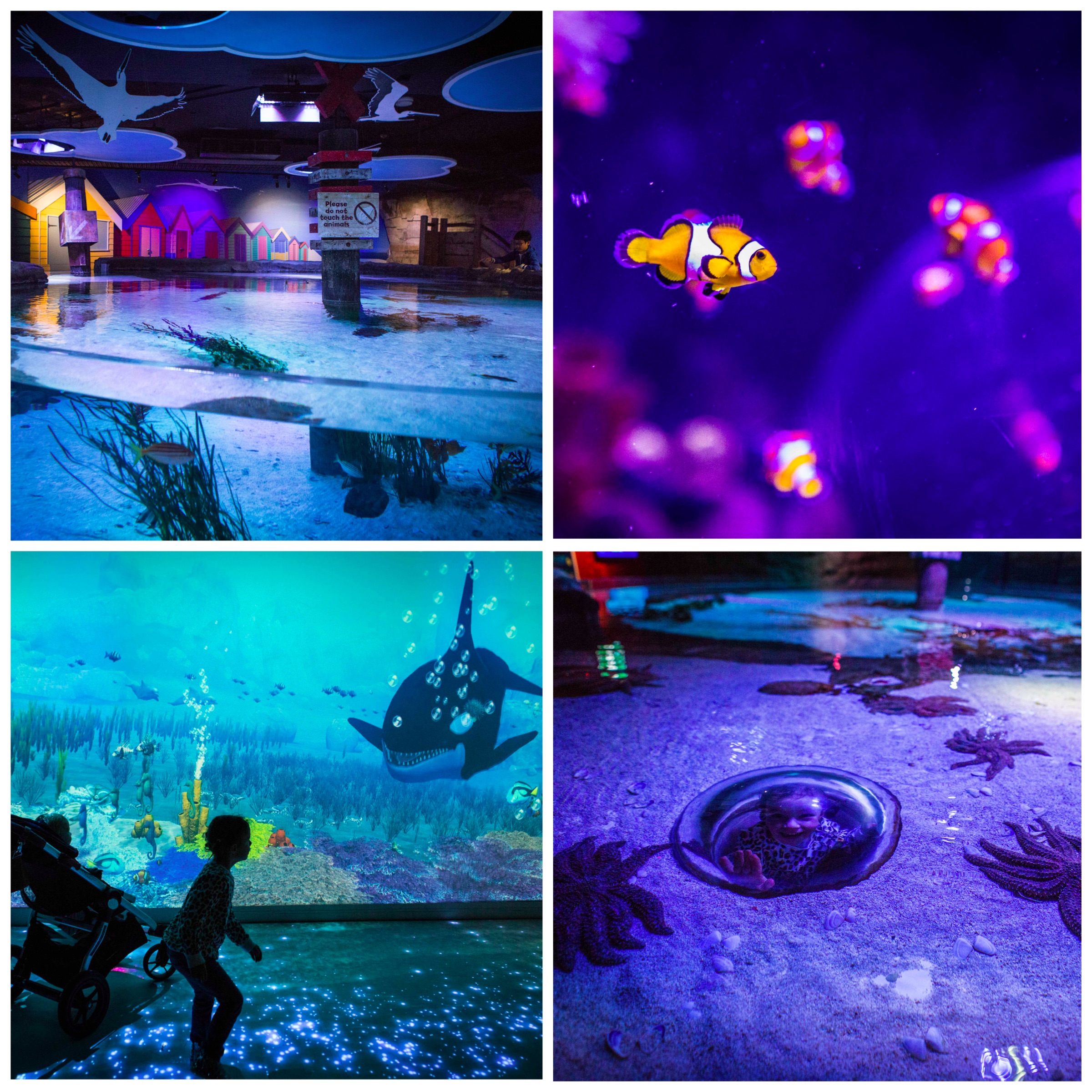 sealife aquarium, melbourne