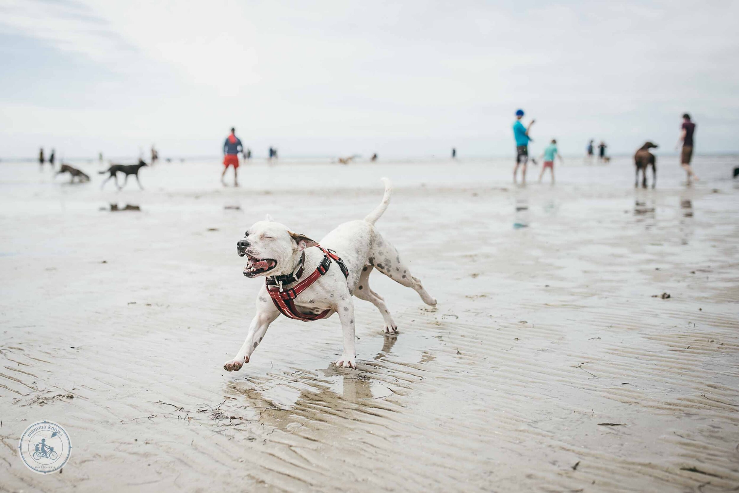 altona dog beach, altona