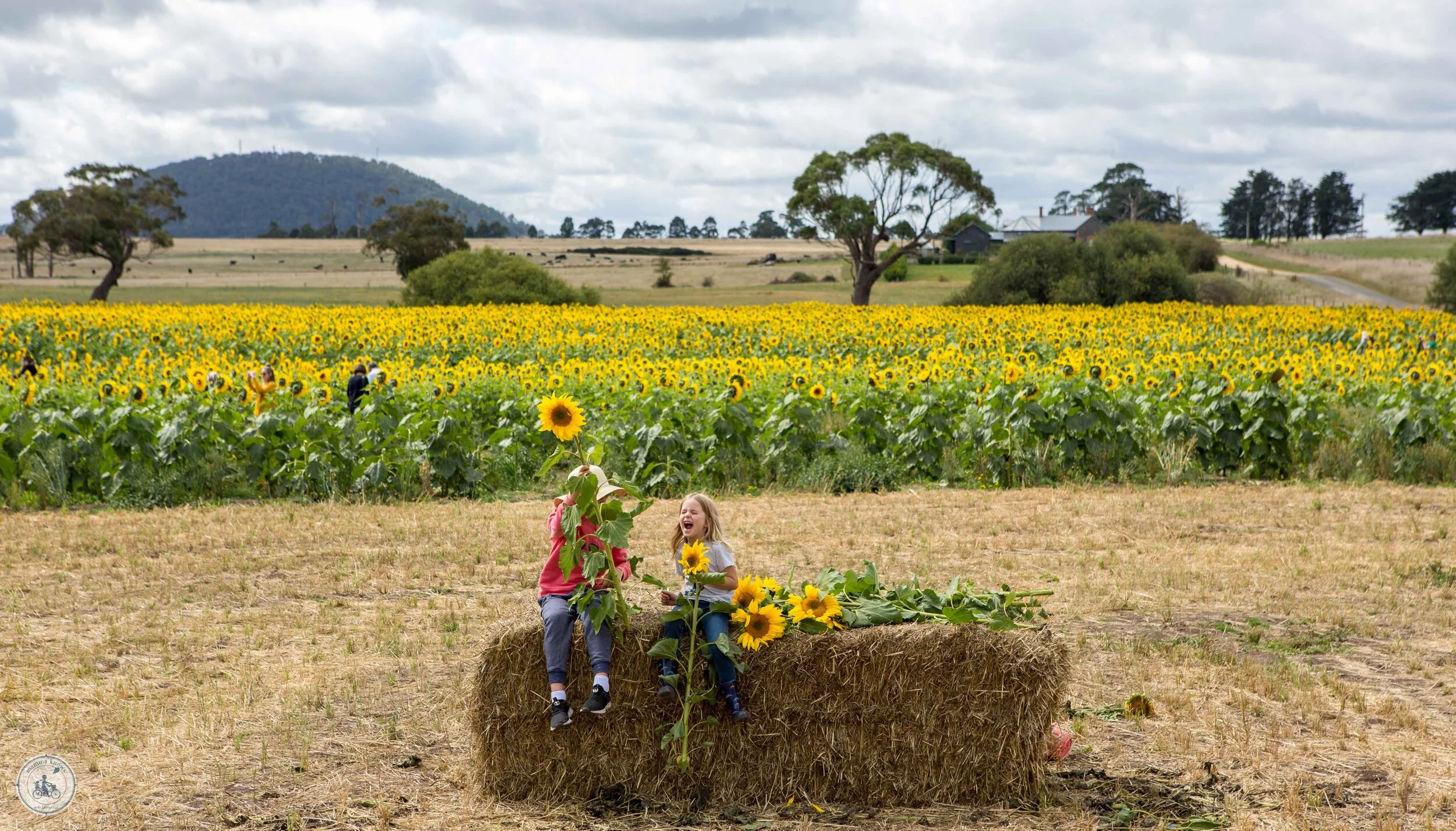 Pick Your Own Sunflowers Dunnstown