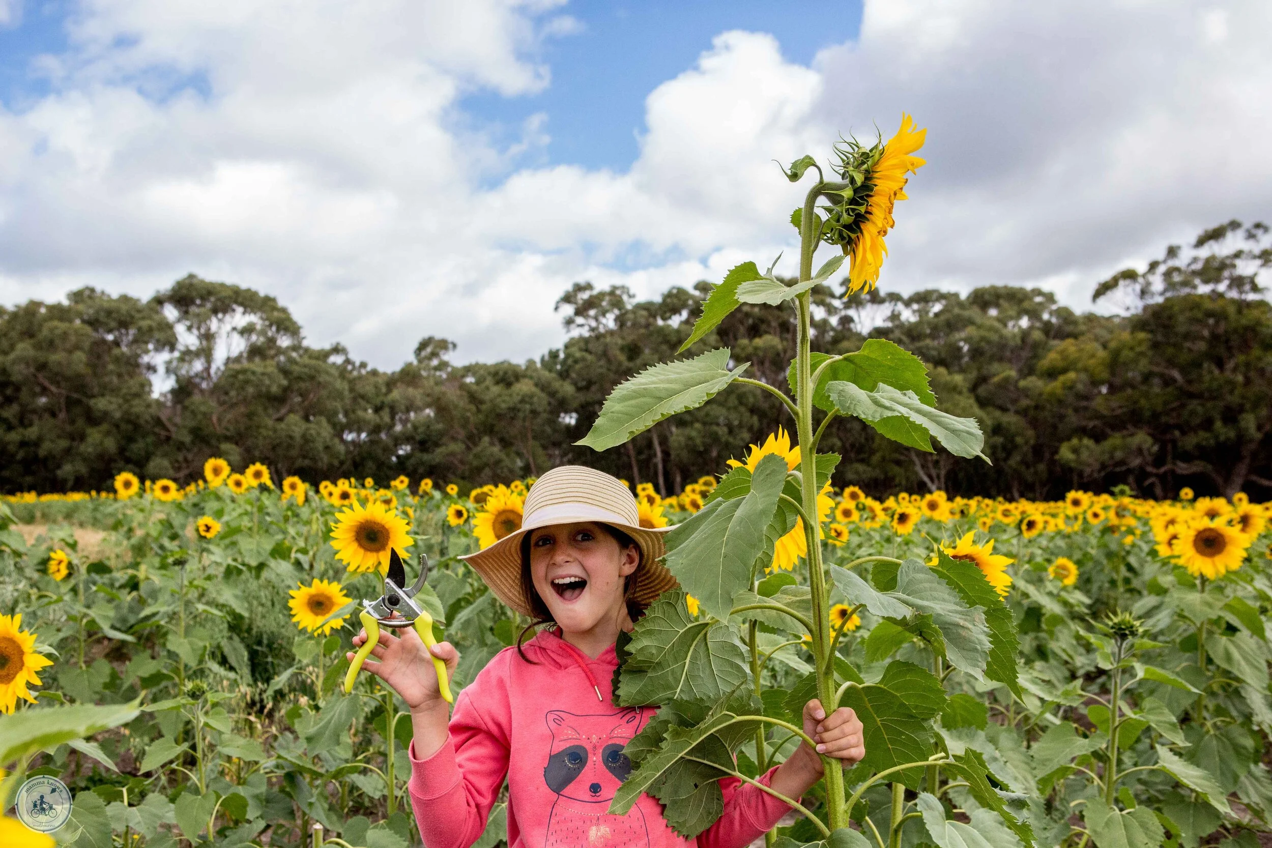 Pick Your Own Sunflowers Dunnstown