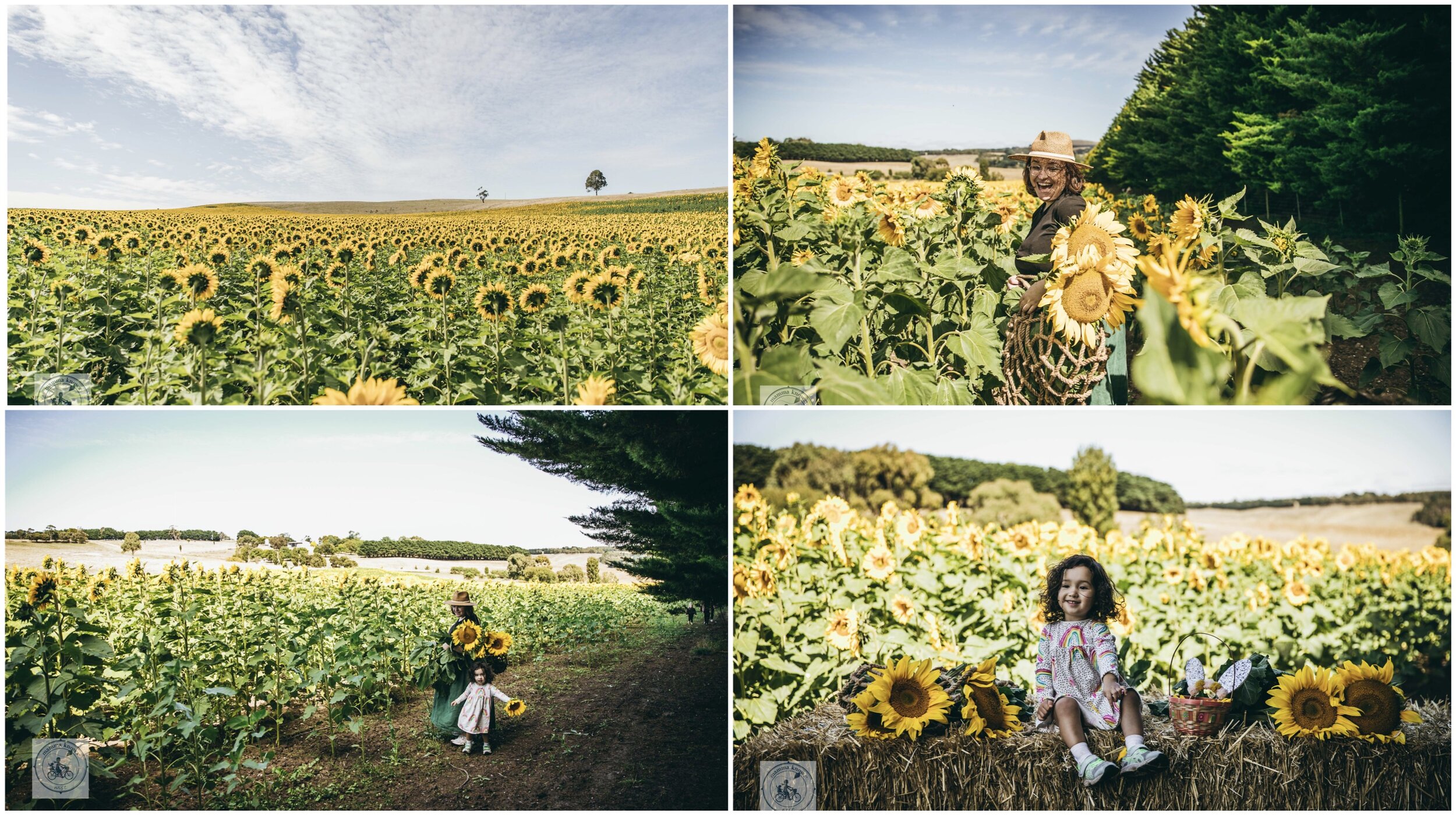 greendale sunflowers (pick your own), greendale
