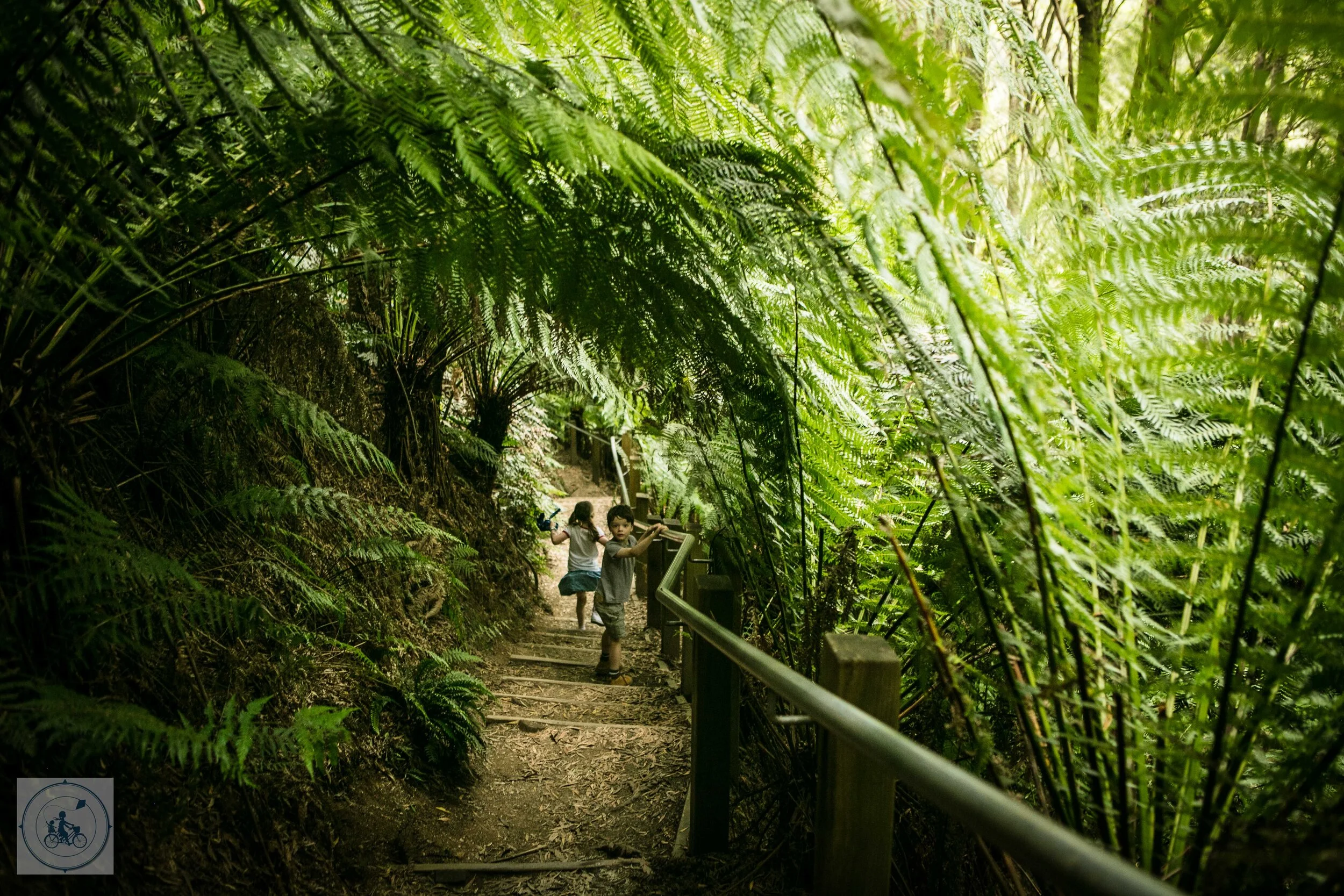 Hopetoun Falls, Beach Forest