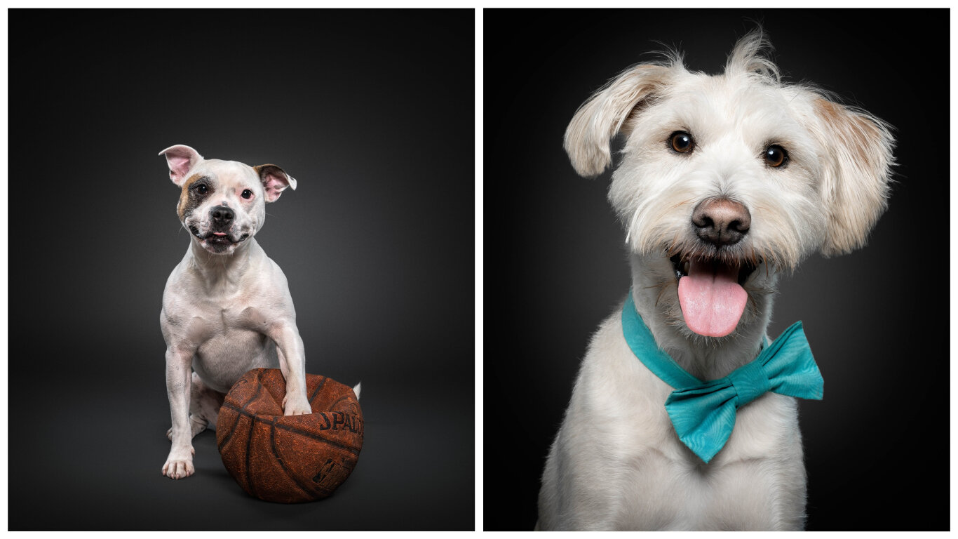 frog dog studios, yarraville