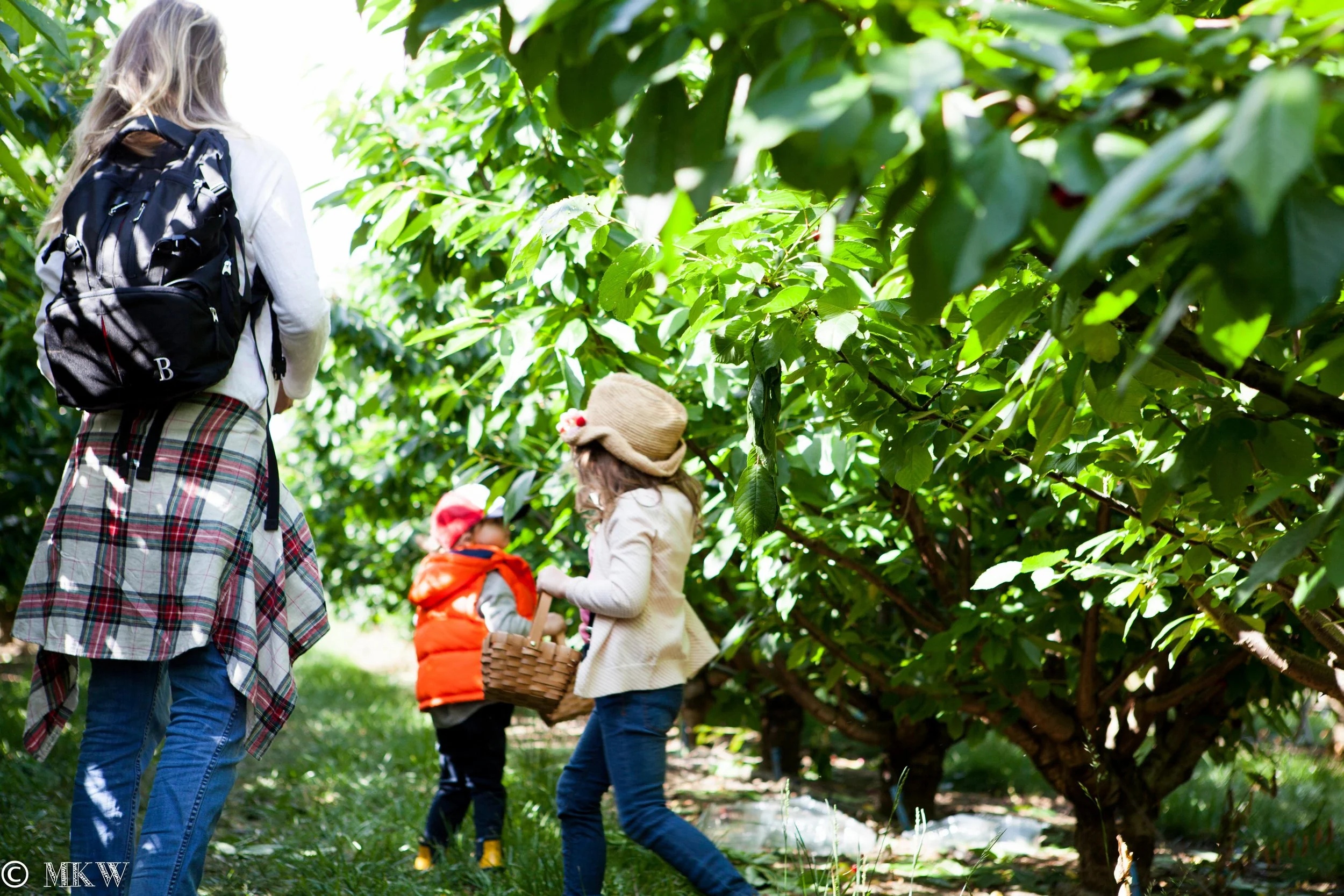 Paynes Orchards Fruit Picking, Bacchus Marsh Mamma Knows West