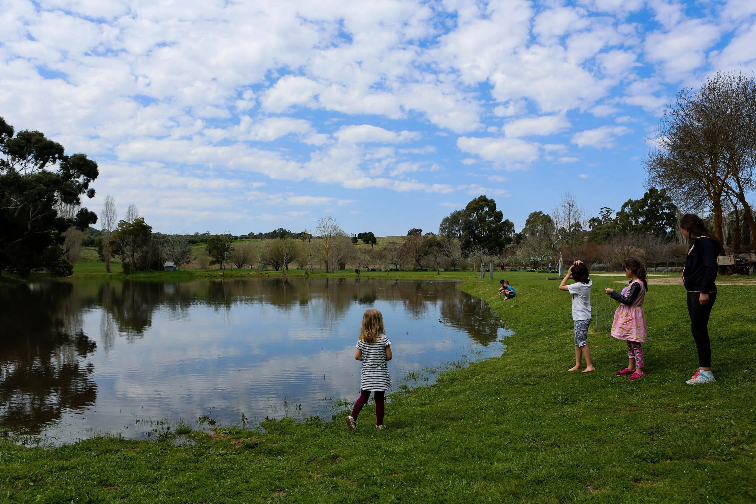 Lavandula Lavender Farm, Shepherds Flat