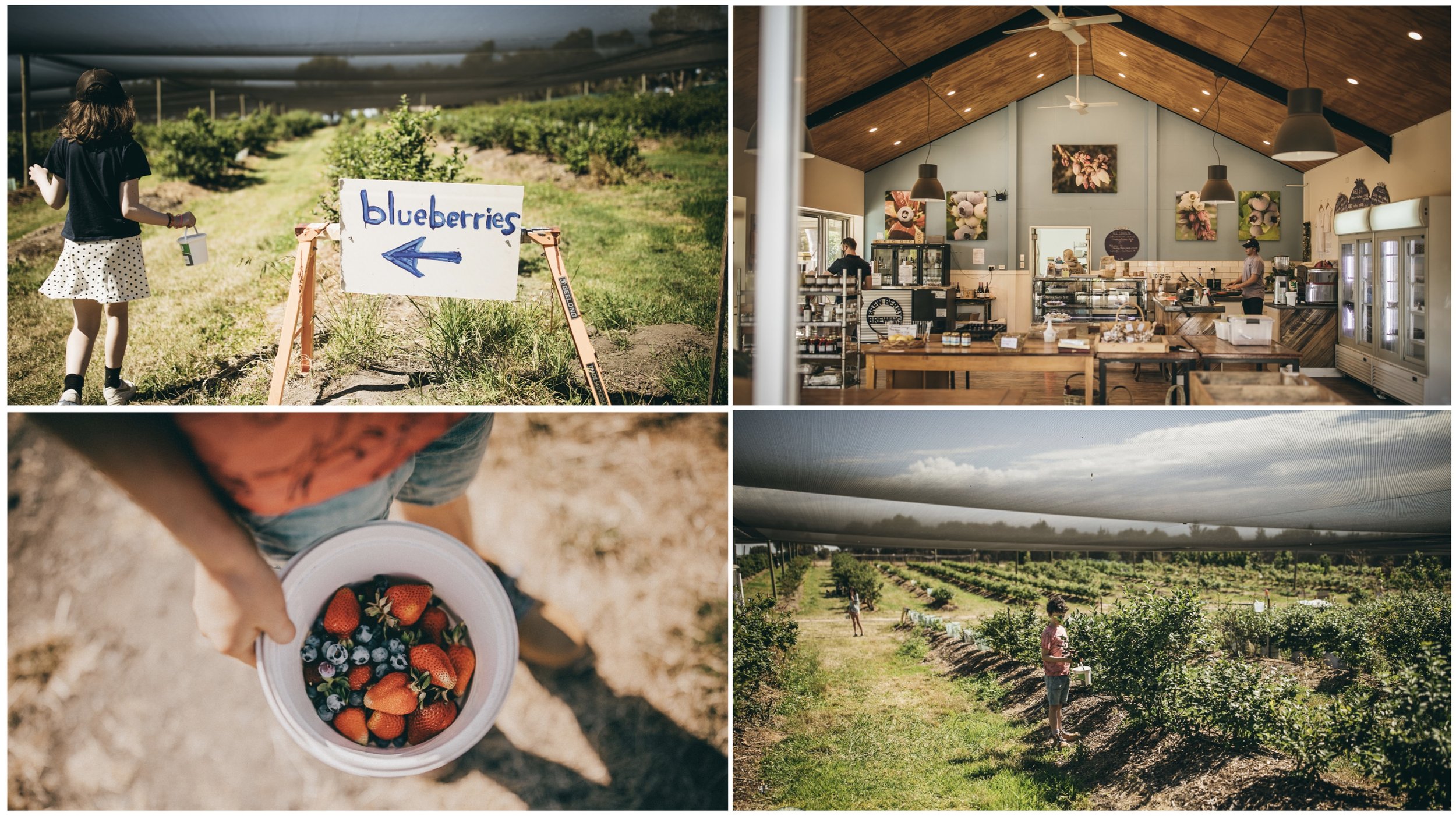 tuckerberry hill berry farm and café, drysdale