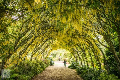 3. Forest Glade, Mount Macedon (Copy)