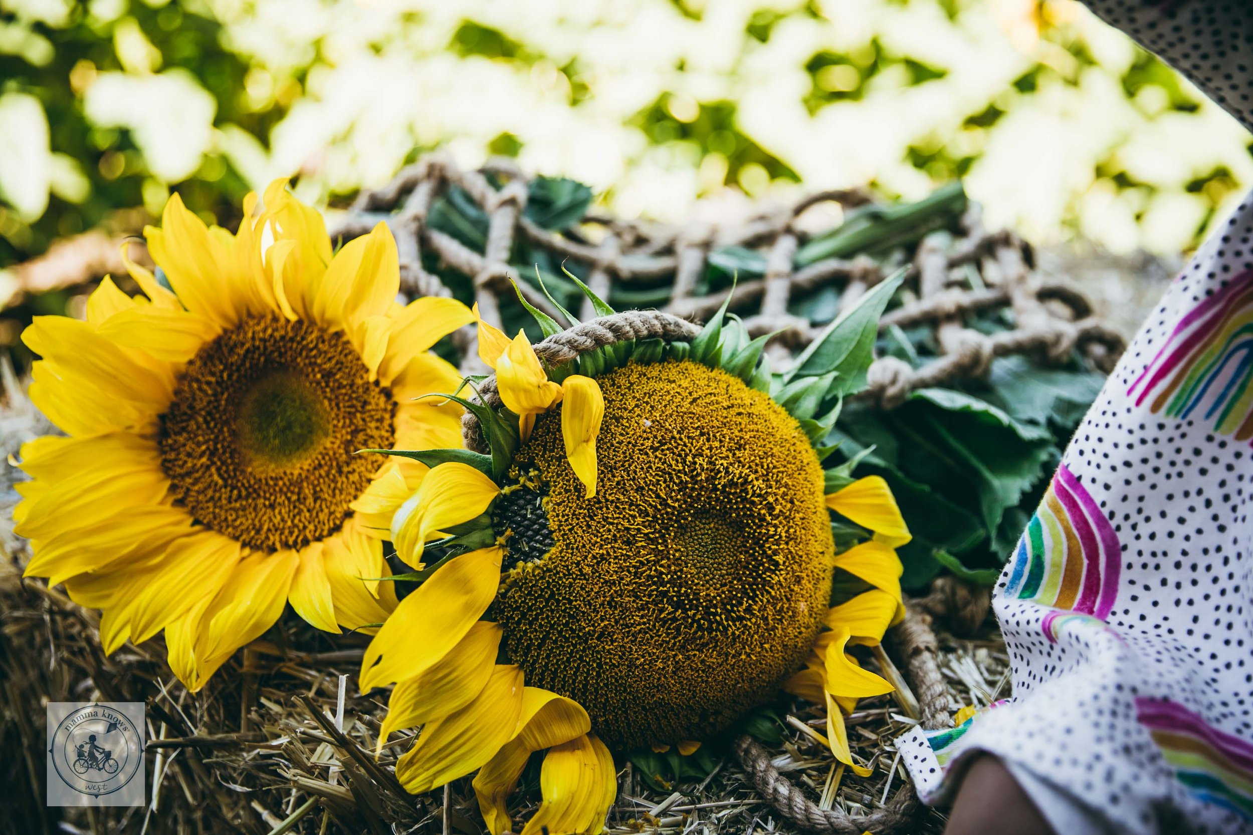 10. Melbourne's Sunflower Festival